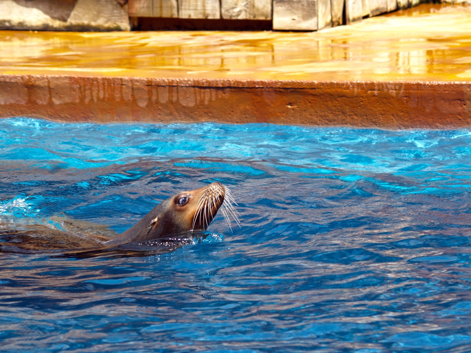 Olympus E-500 (EVOLT E-500) sample photo. Seal, master, pool photography
