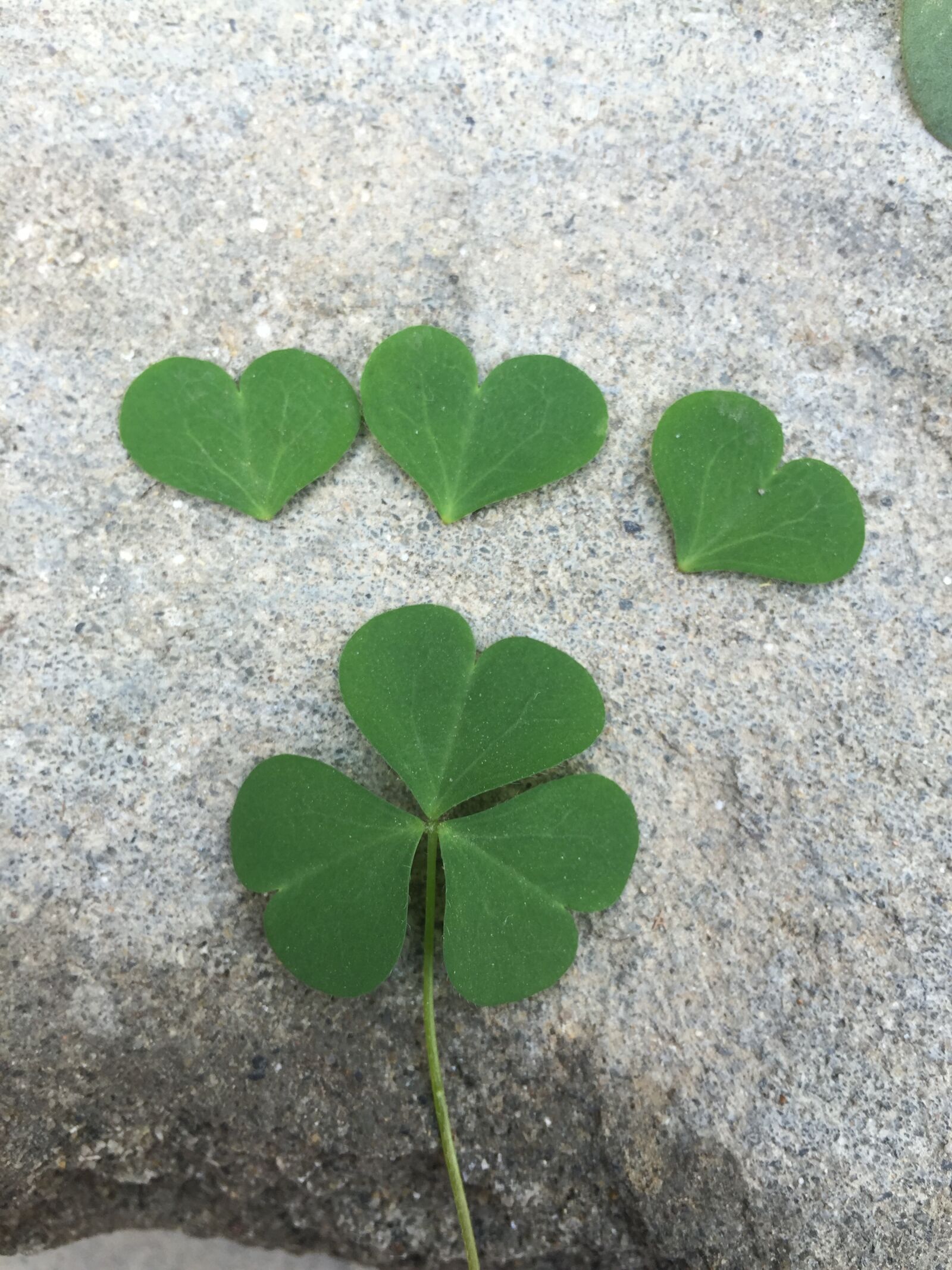 Apple iPhone 6 sample photo
