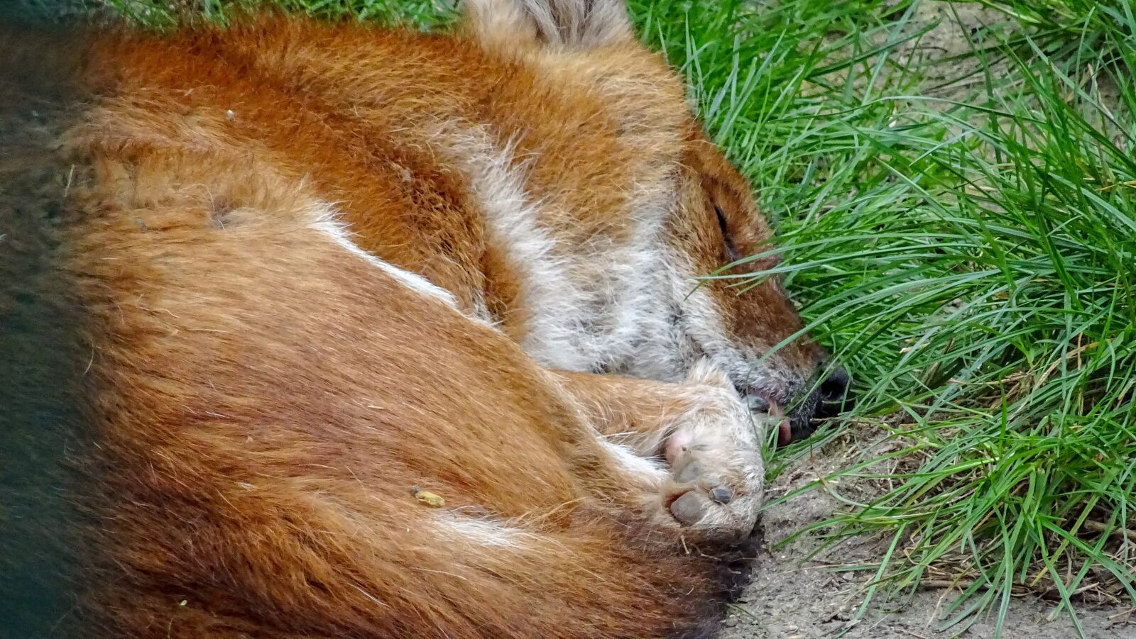 Sony DSC-HX60 sample photo. Wildanimal, wild, wild dog photography