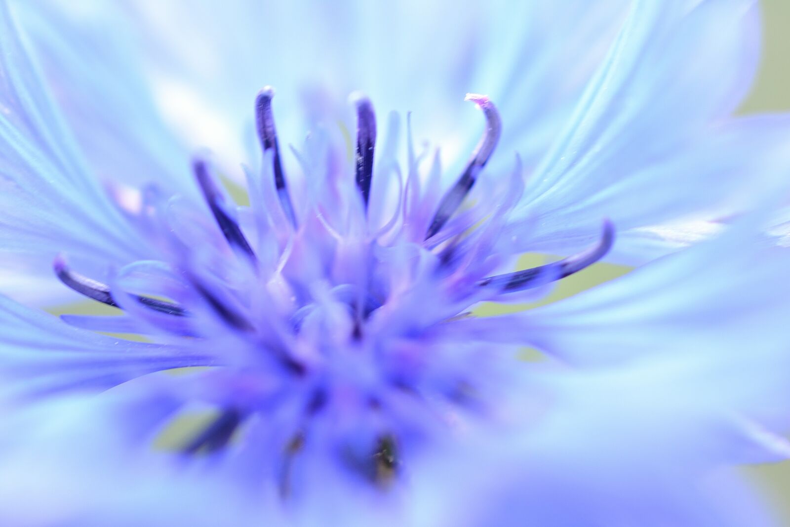 Nikon D3100 sample photo. Cornflower, flower, bloom photography