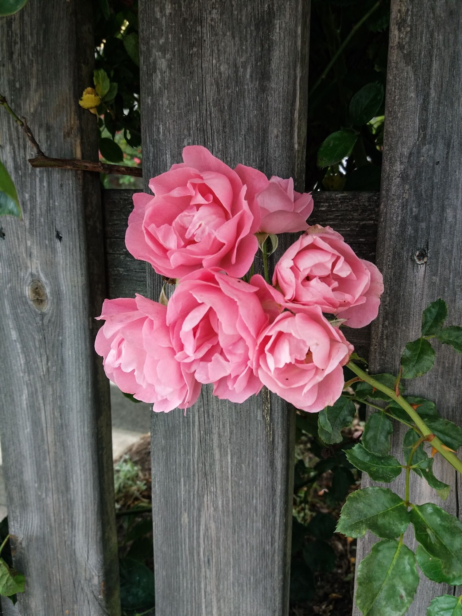 Samsung SM-J500FN sample photo. Roses, pink, fence photography