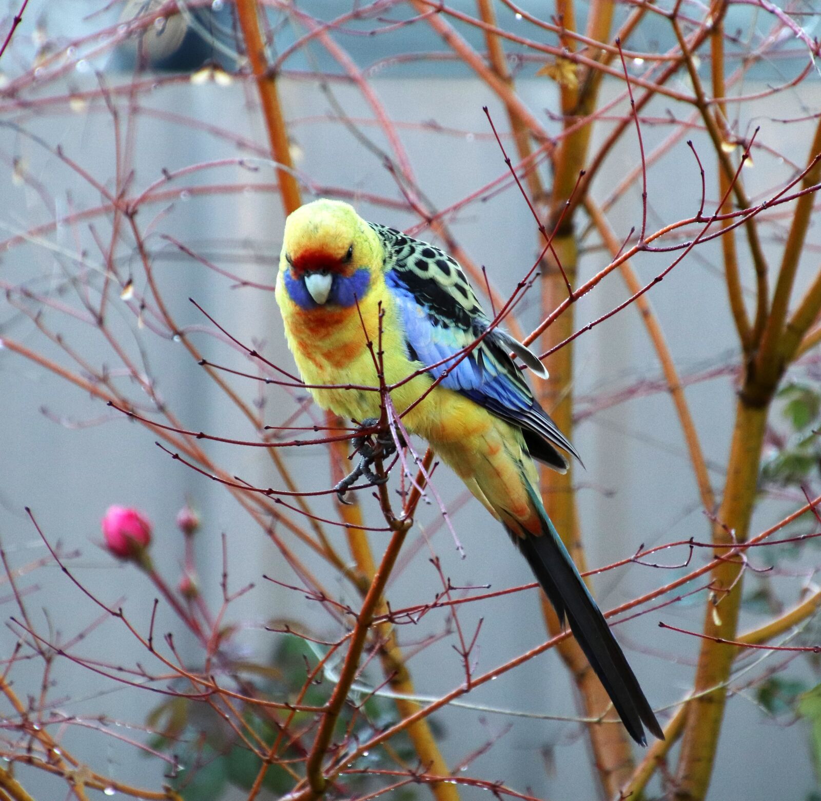 Canon EOS 800D (EOS Rebel T7i / EOS Kiss X9i) sample photo. Bird, wild, green rosella photography
