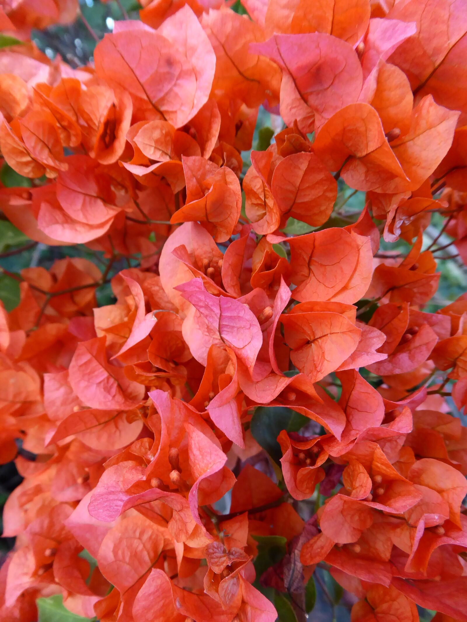 Panasonic Lumix DMC-ZS50 (Lumix DMC-TZ70) sample photo. Flower, red, leaf photography