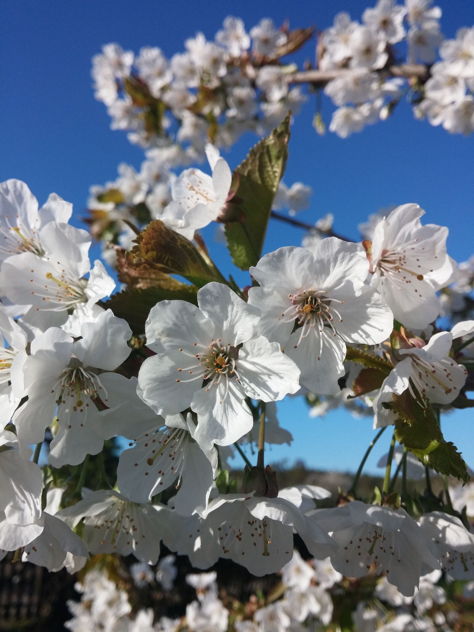 LG G2 sample photo. Apple blossom, season, tree photography