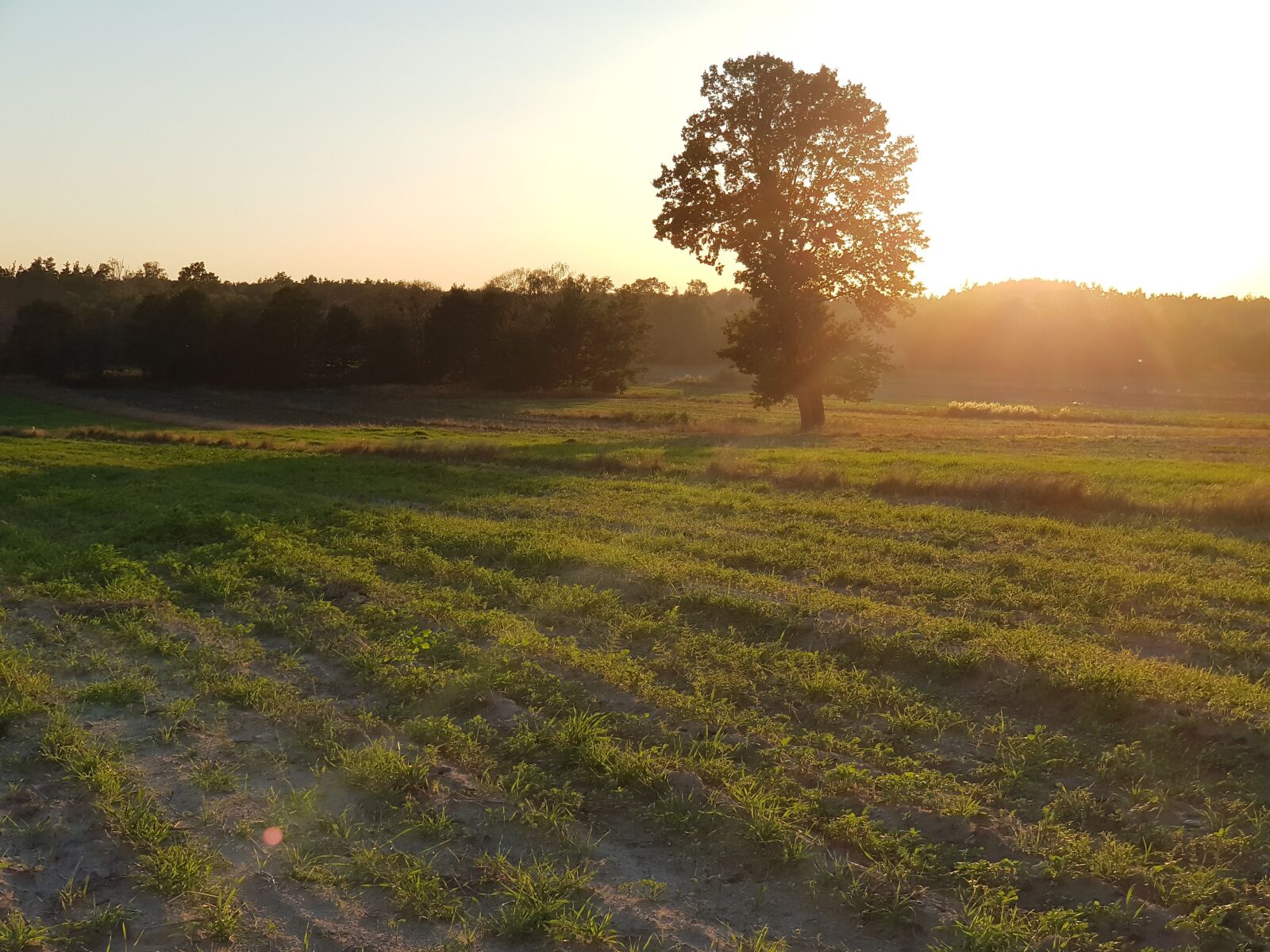 Samsung SM-N950F sample photo. Sunset, tree, field photography
