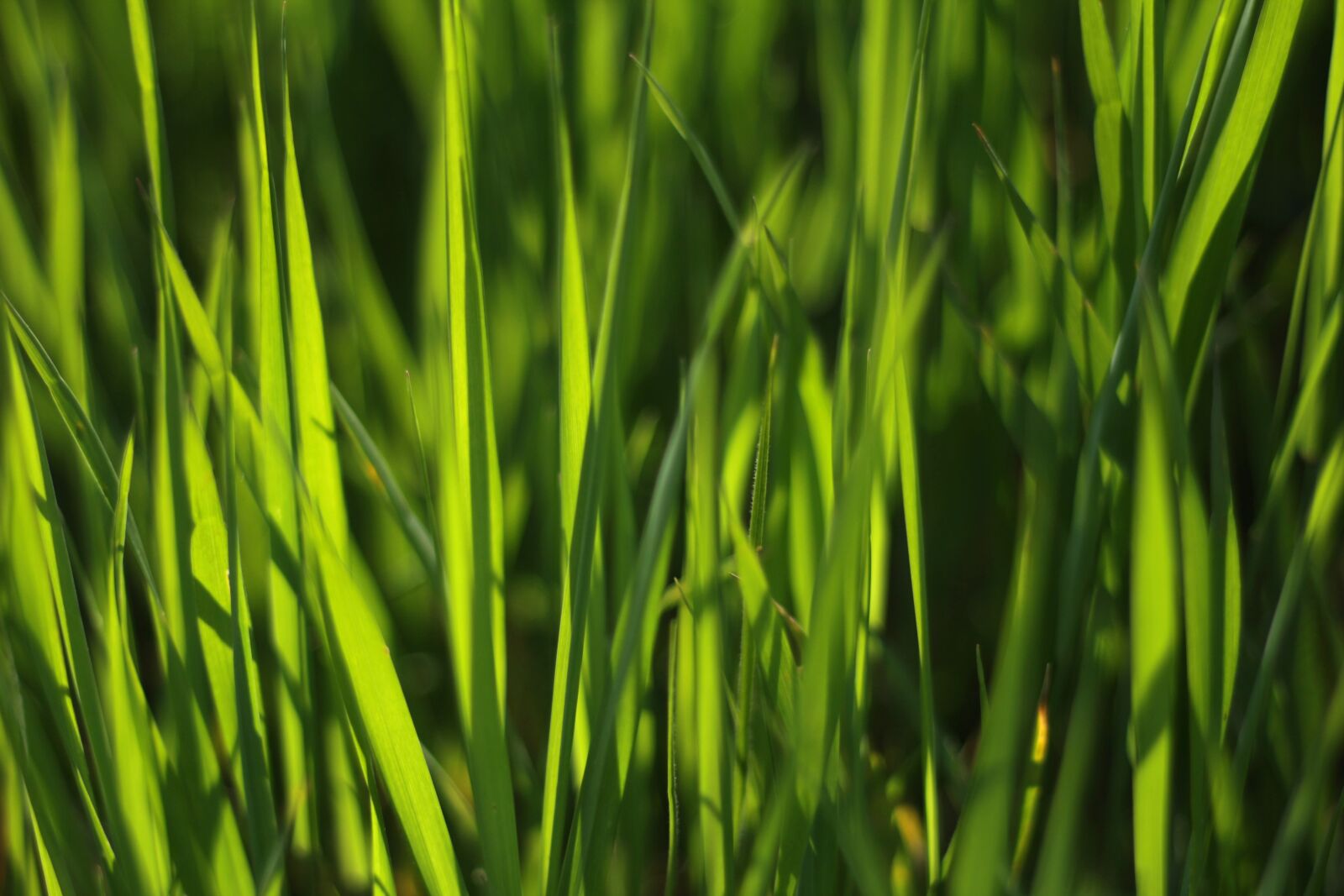 Canon EOS 600D (Rebel EOS T3i / EOS Kiss X5) sample photo. Grass, grass background, green photography