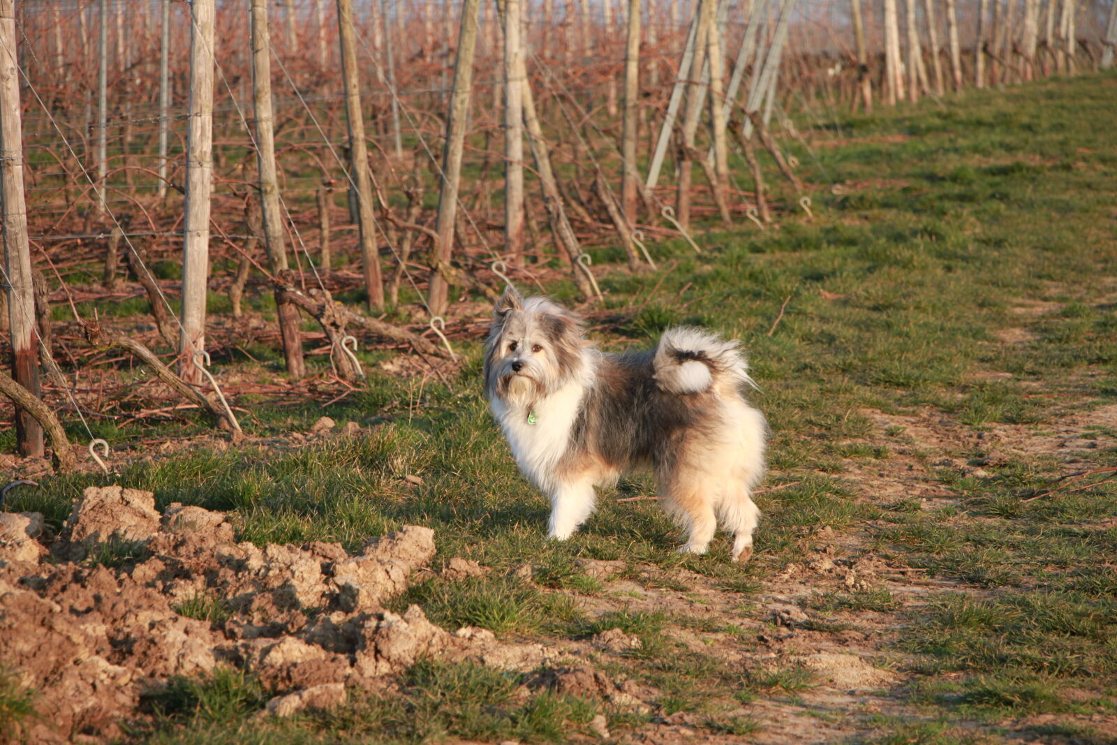 Canon EF-S 18-135mm F3.5-5.6 IS STM sample photo. Dog, field, outdoors, vineyard photography