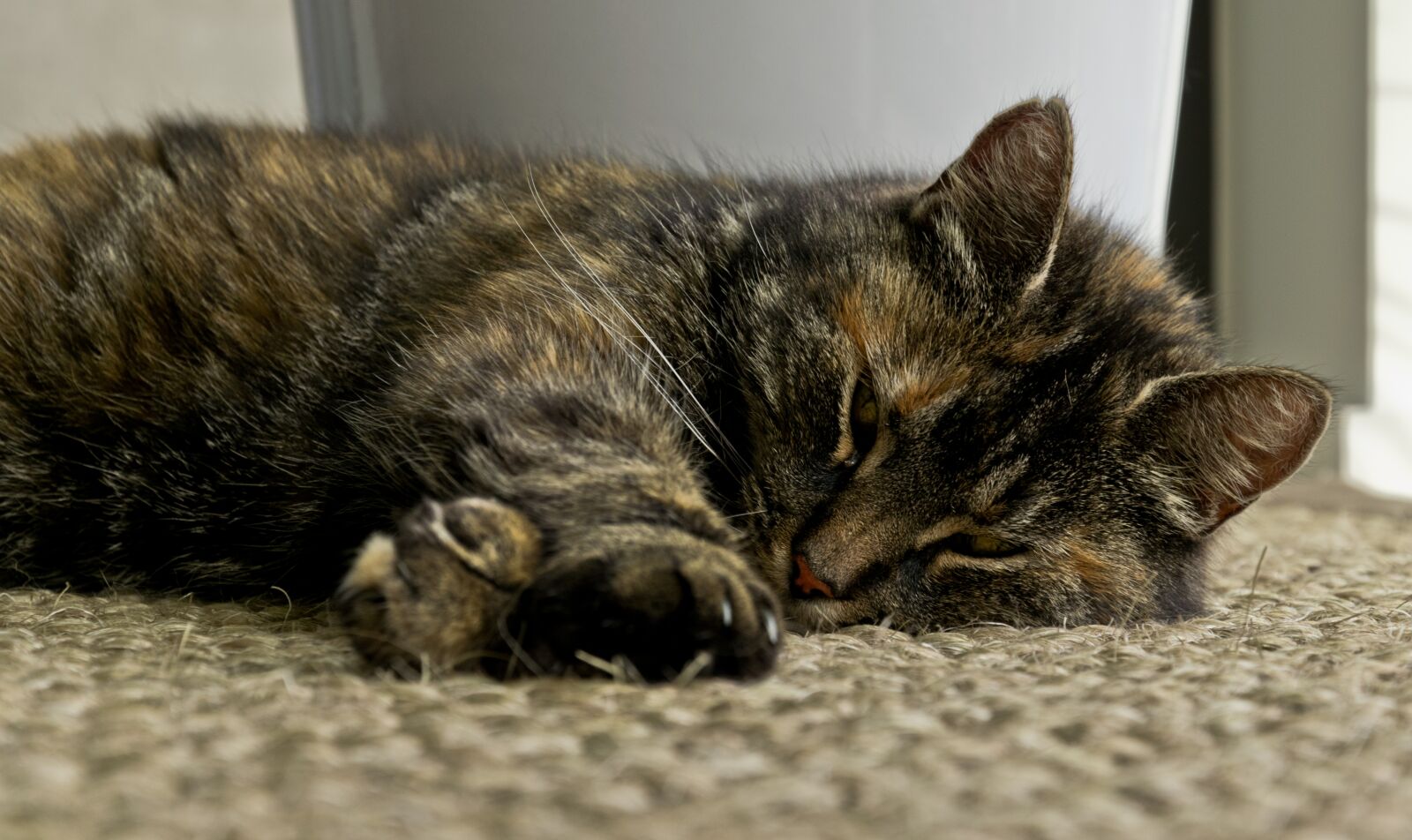 Nikon D3300 sample photo. Cat, stretch, paw photography