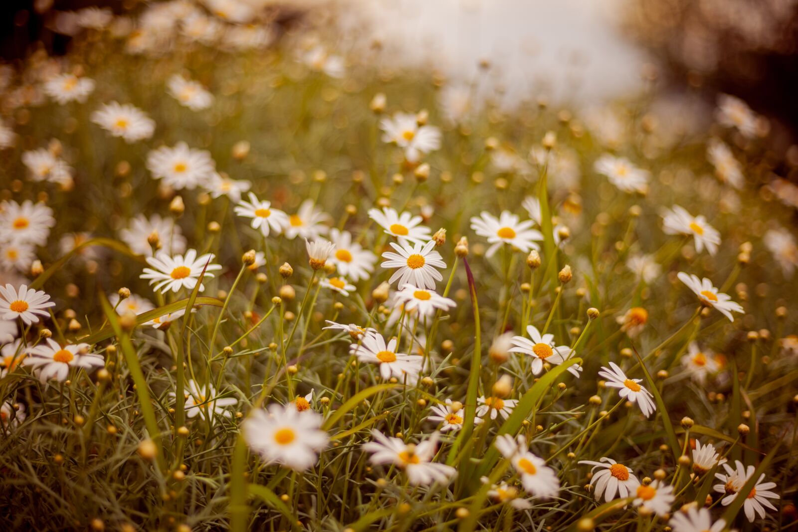 Canon EOS 5D Mark II + Canon EF 50mm F1.8 STM sample photo. Flowers, spring, nature photography