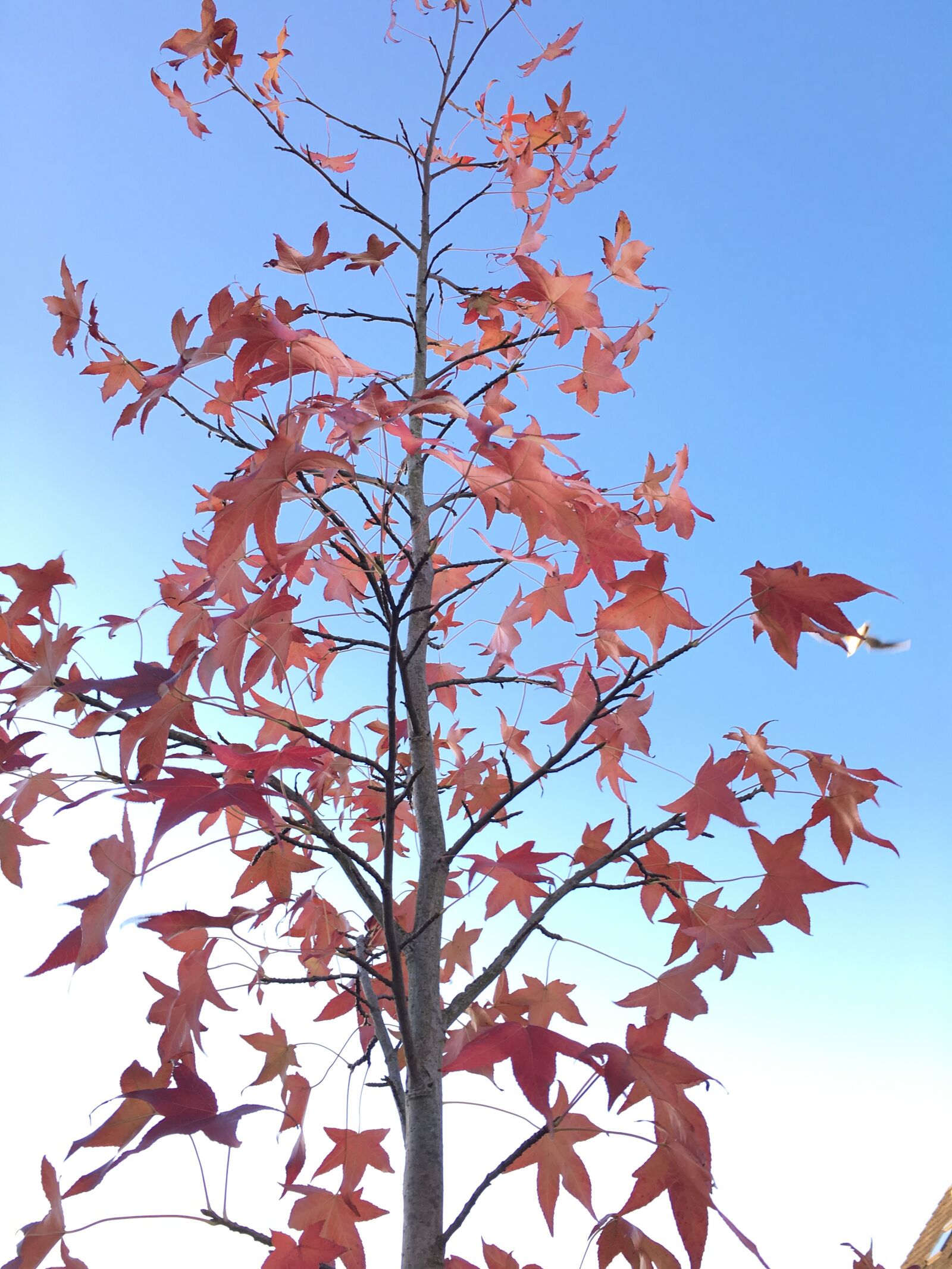 iPhone 6s Plus back camera 4.15mm f/2.2 sample photo. Autumn, tree, fall photography
