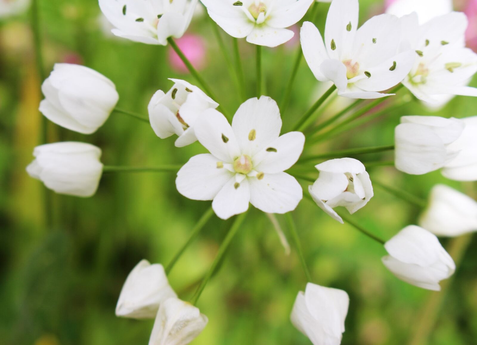 Canon EOS 700D (EOS Rebel T5i / EOS Kiss X7i) sample photo. Flower, flowers, nature photography