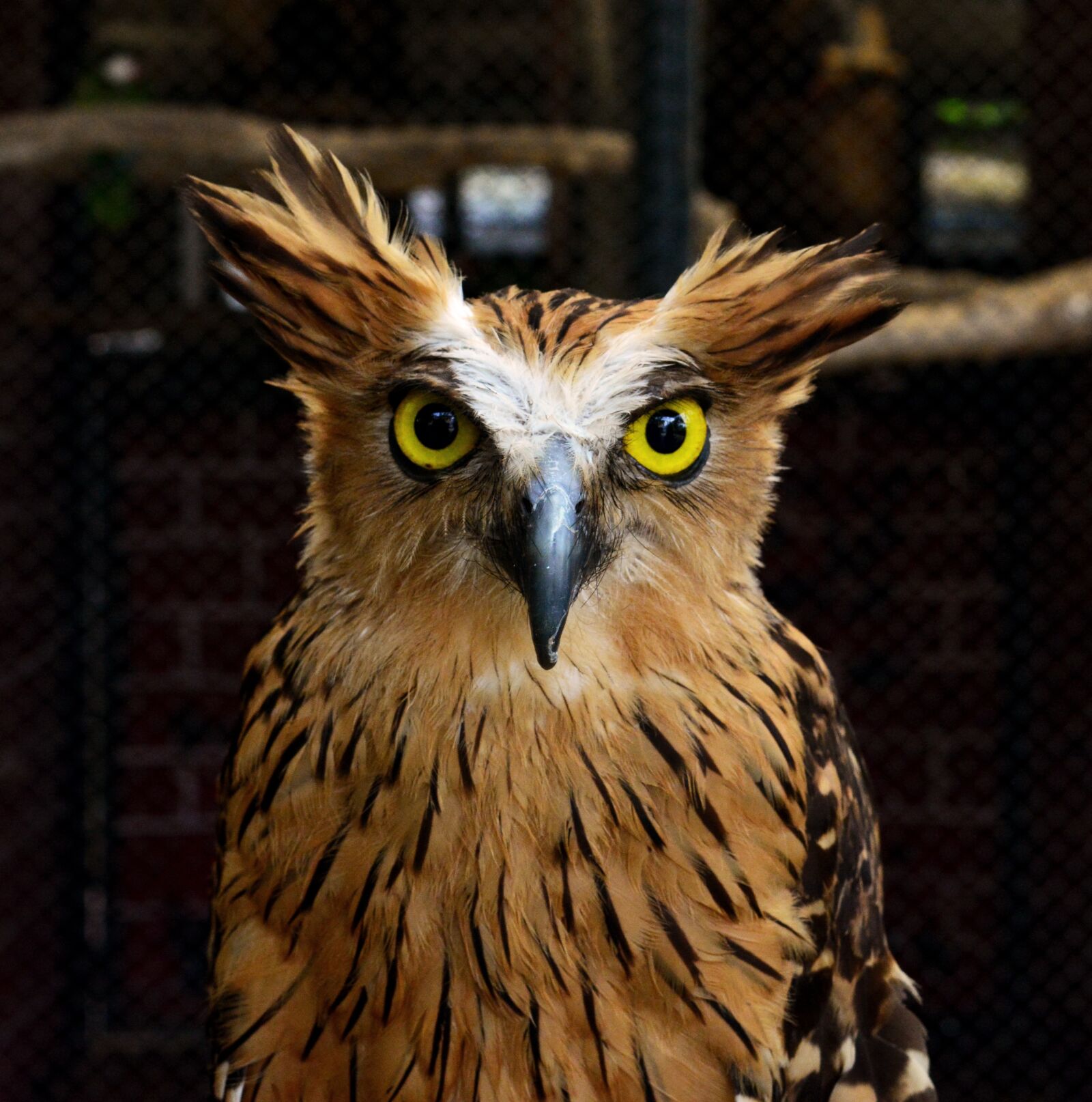Nikon D5200 sample photo. Owl, bird, brown photography