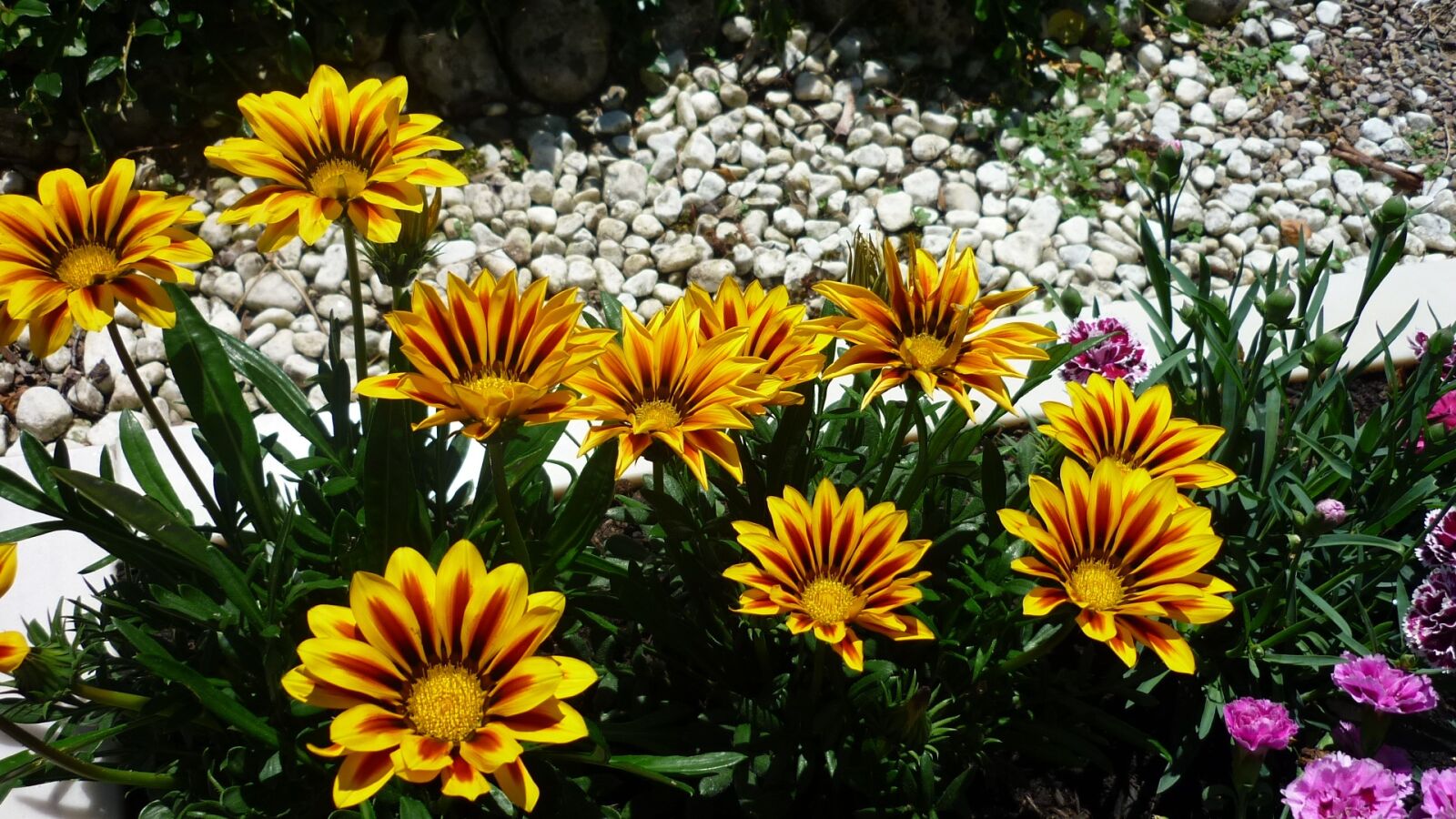 Panasonic Lumix DMC-FS6 sample photo. Coneflower, rudbeckia, beautiful breeding photography