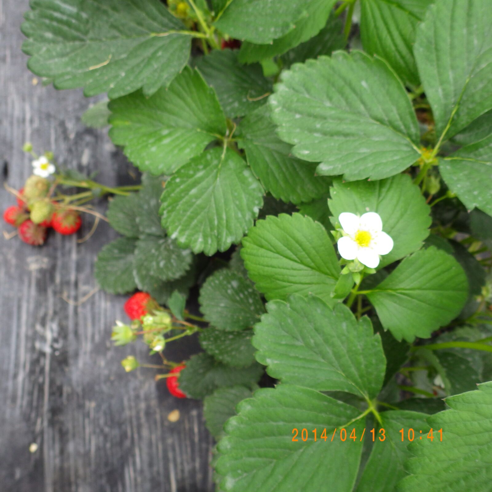 PENTAX RICOH IMAGING PENTAX WG-3 GPS sample photo. Leaf, strawberry, plant photography