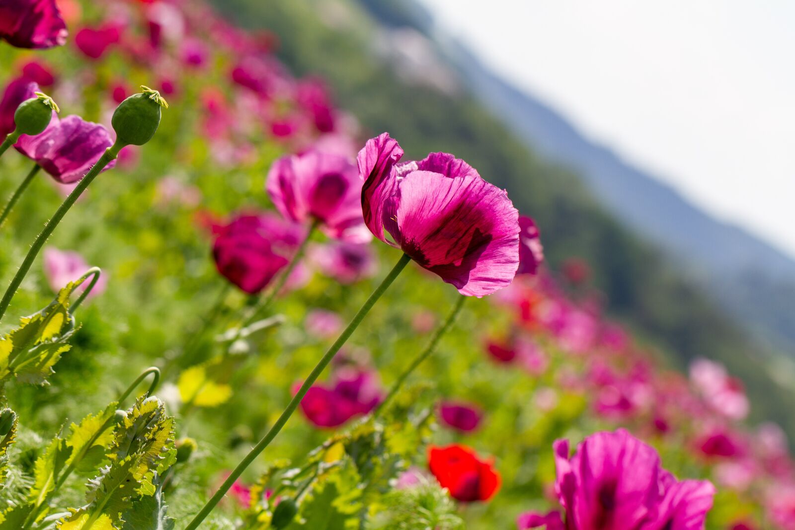 Canon EOS 7D sample photo. Poppy, violet, poppy flower photography