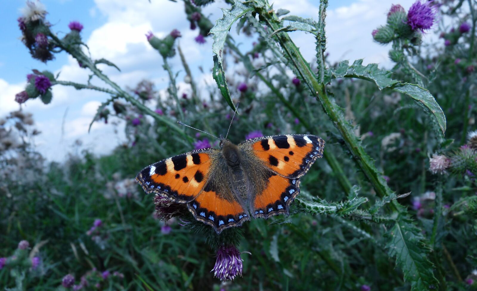 Panasonic Lumix DMC-FZ28 sample photo. Animal, insect, butterfly photography