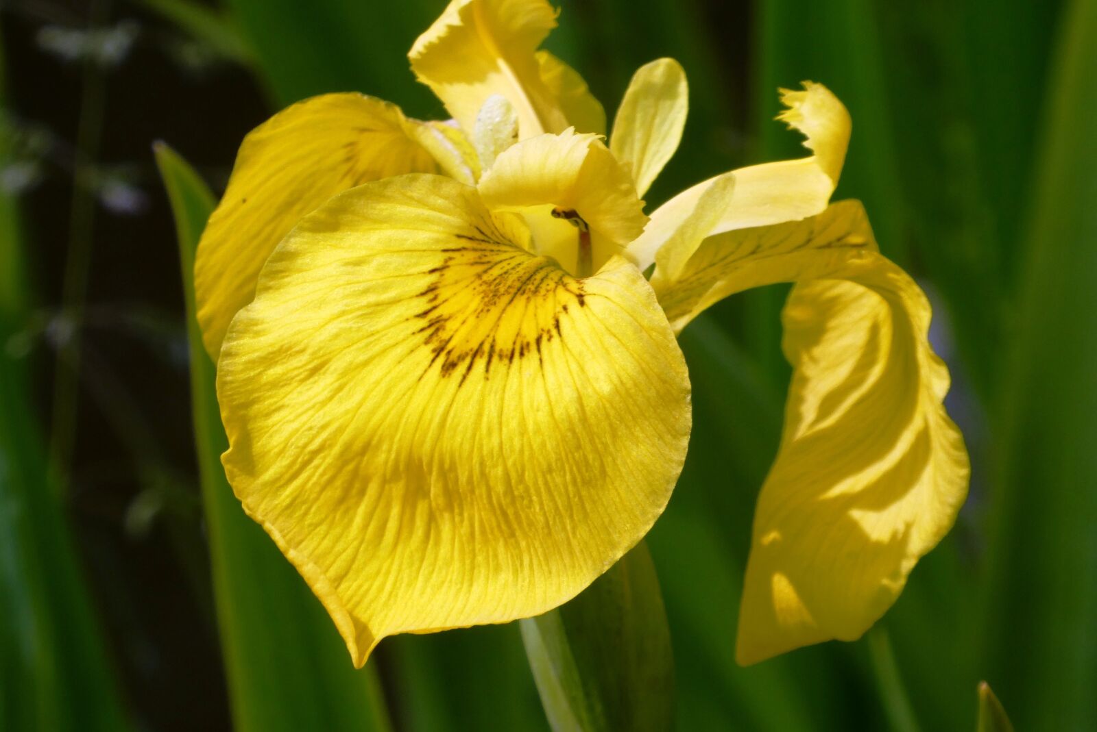 Panasonic Lumix DC-ZS70 (Lumix DC-TZ90) sample photo. Yellow lis, lissenfamilie, oeverplant photography