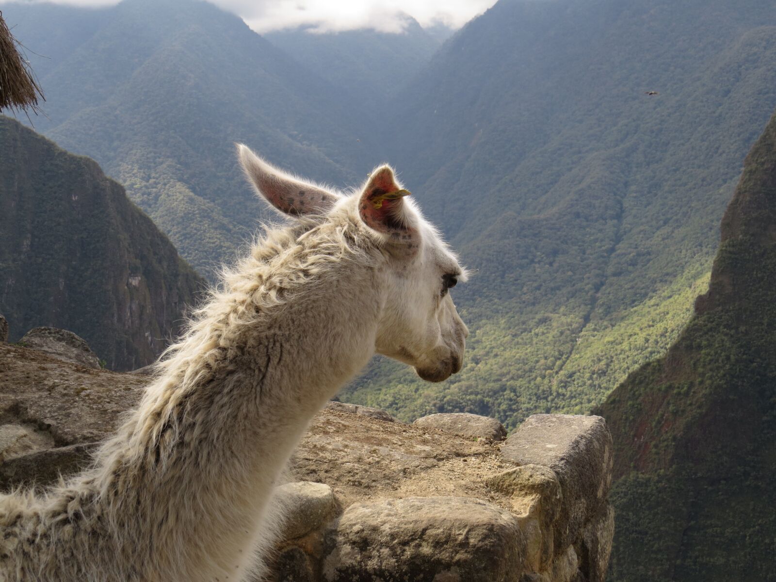 Canon PowerShot SX50 HS sample photo. Lama, machu picchu, peru photography