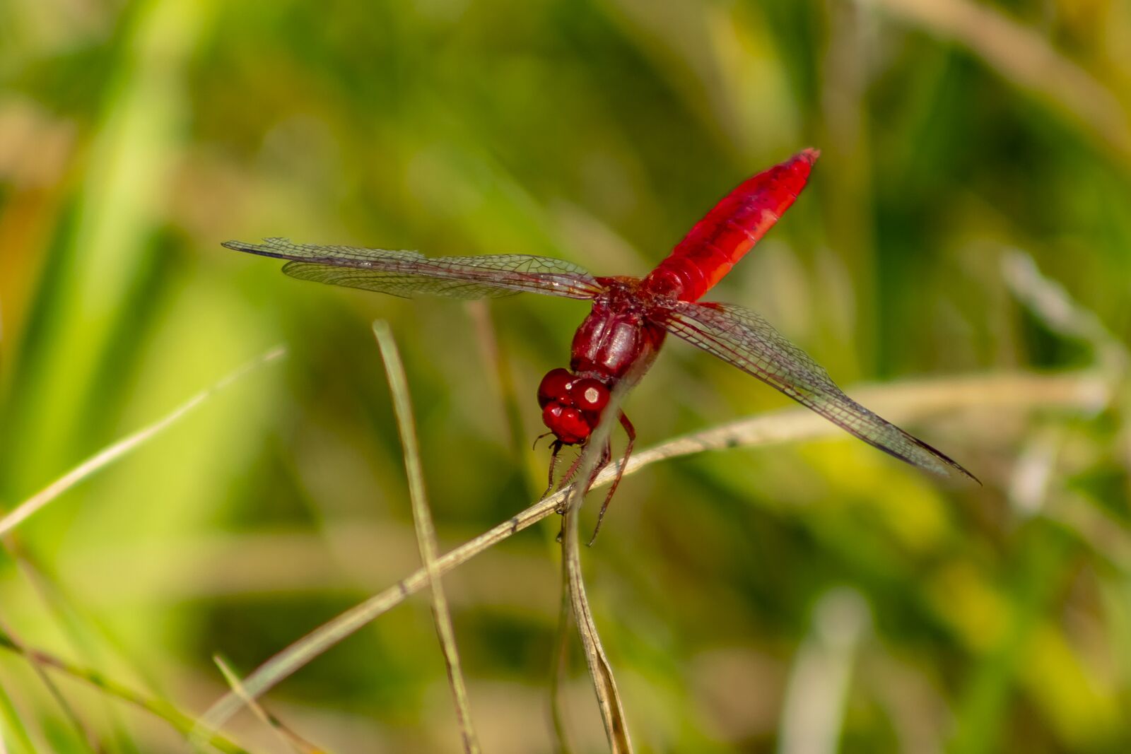 Canon EF75-300mm f/4-5.6 sample photo. Dragonfly, insect, macro photography