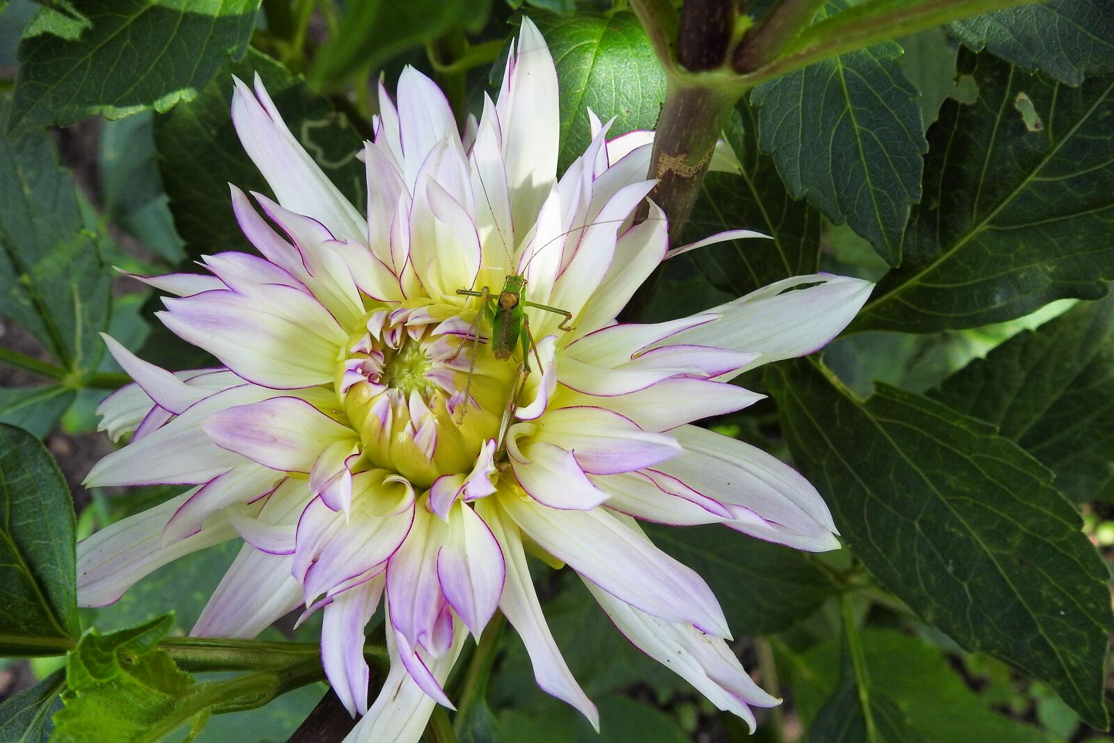 Nikon Coolpix P900 sample photo. Dahlia, dahlia flower, viridissima photography