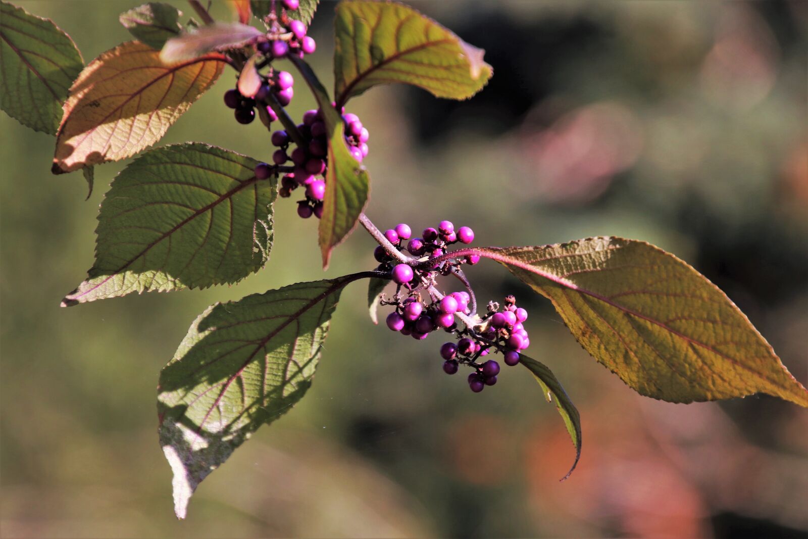Canon EOS 80D sample photo. Sprig, autumn, closeup photography