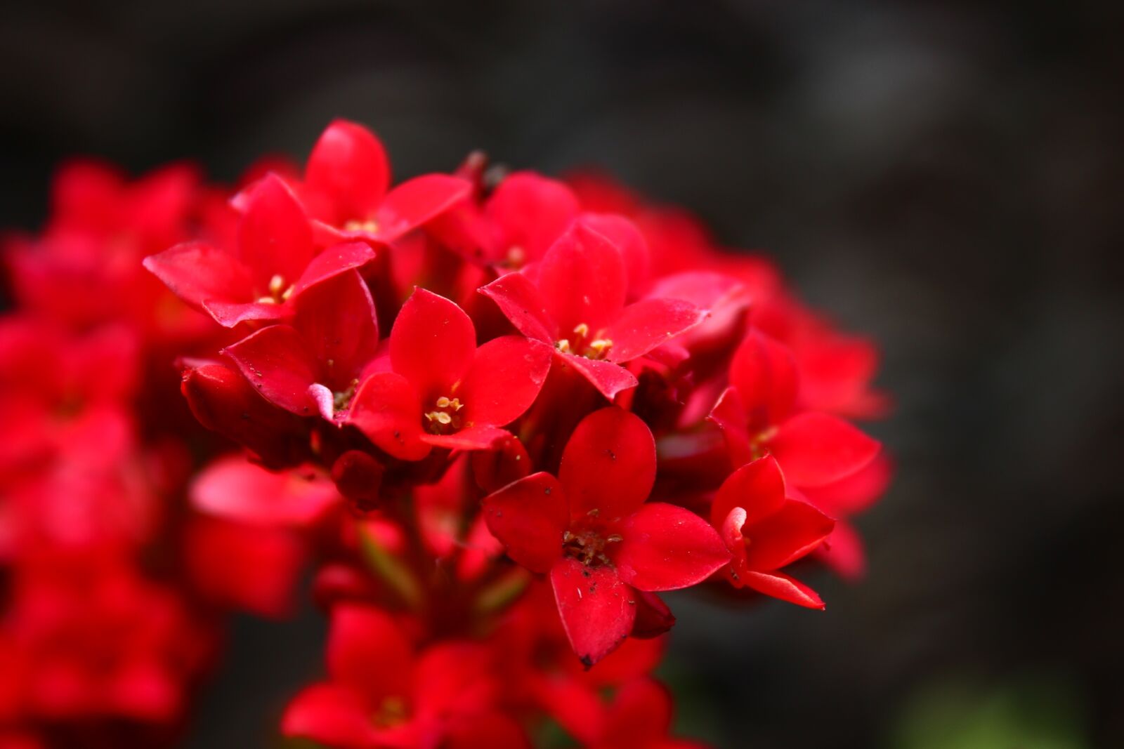 Canon EOS 600D (Rebel EOS T3i / EOS Kiss X5) sample photo. Flower, plant, red photography