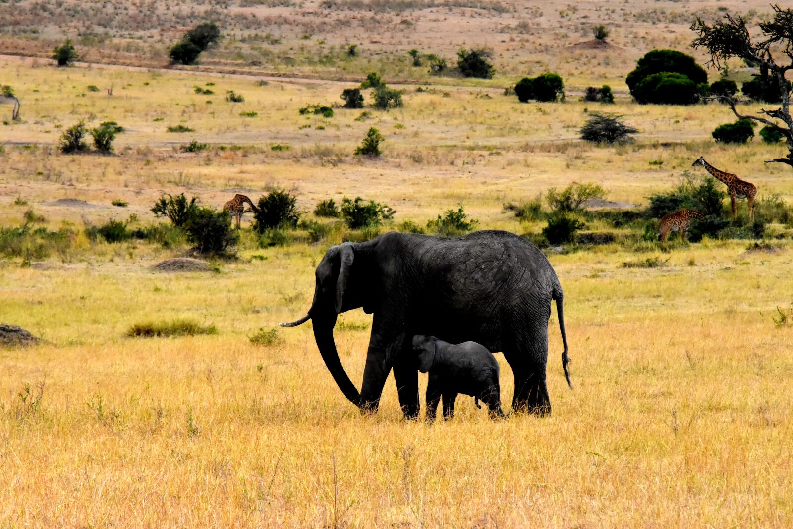 Nikon D5500 sample photo. Wildlife, africa, tanzania photography