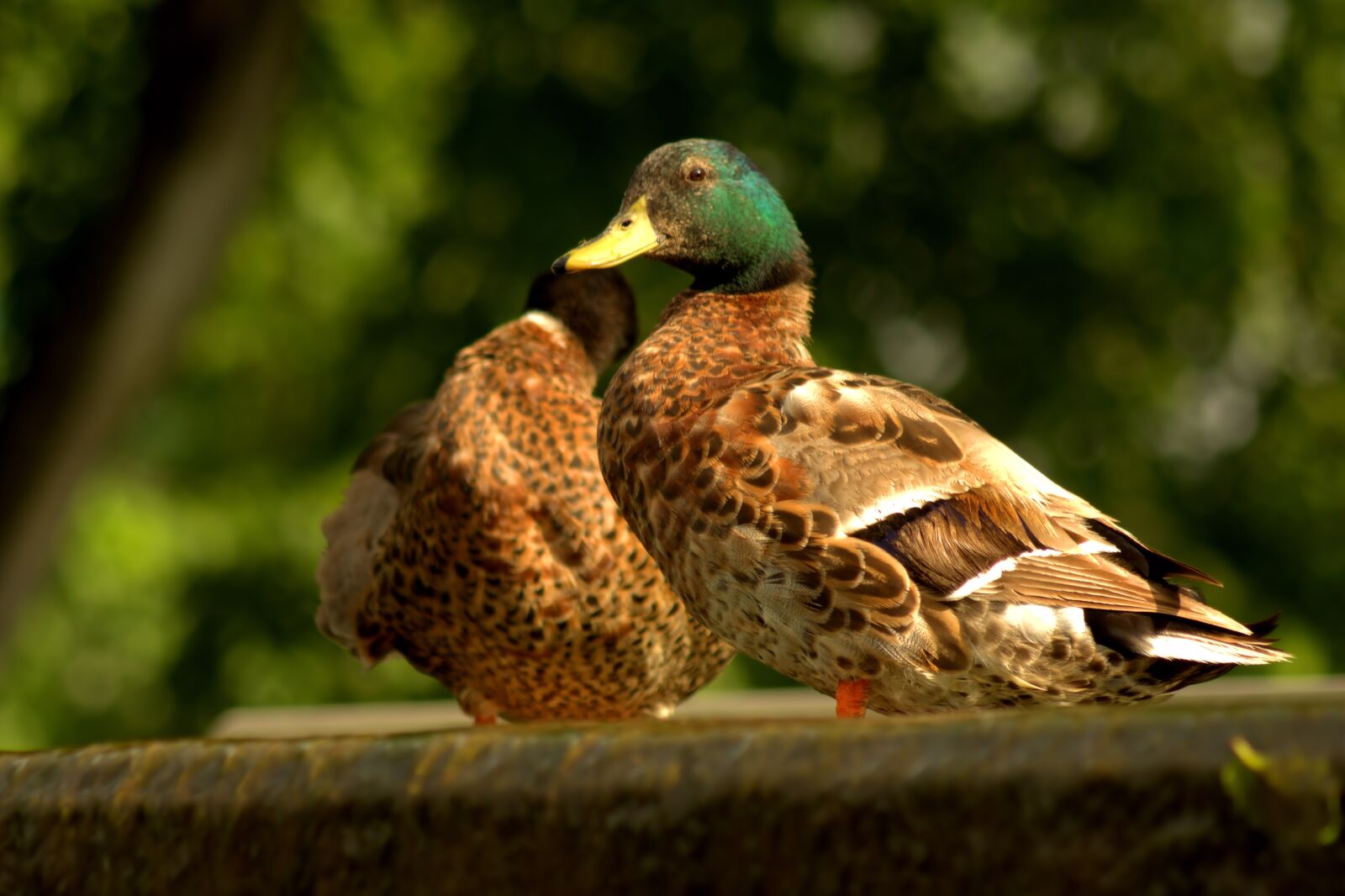 Pentax K-3 sample photo. Duck, mallard, animal photography