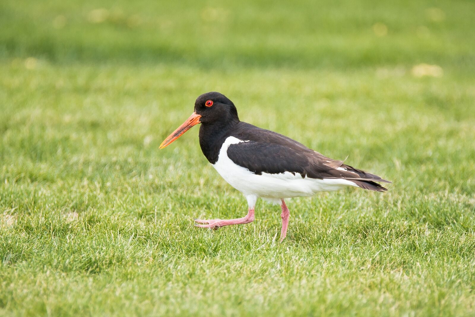 Tamron SP 150-600mm F5-6.3 Di VC USD sample photo. Oystercatcher, bird, animal photography