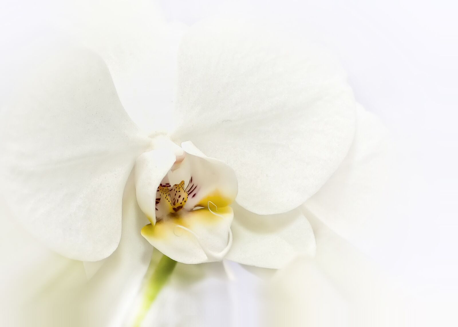 Canon EOS 50D + Canon EF 50mm F1.8 II sample photo. Phalaenopsis, orchid, white photography