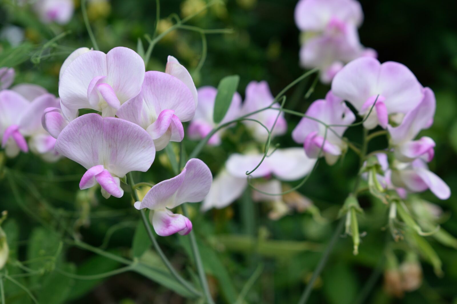 Nikon D3300 sample photo. Nature, flower, plant photography