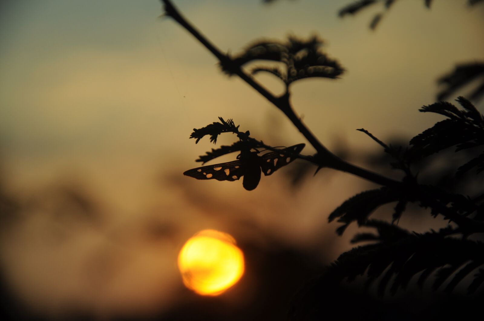 Nikon D90 sample photo. Evening sky, sky, tree photography