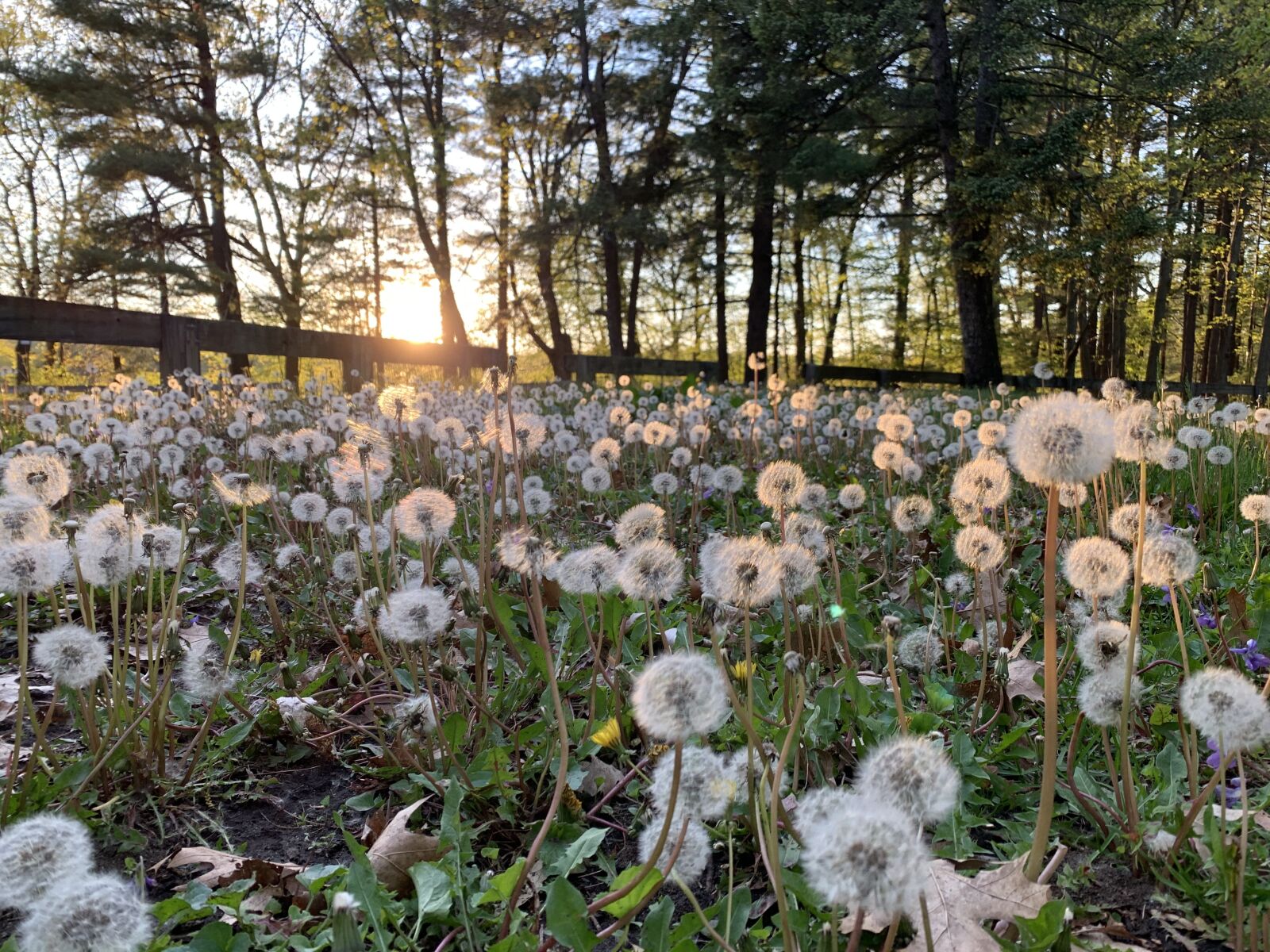 Apple iPhone XR sample photo. Dandelions, sunset, forest photography