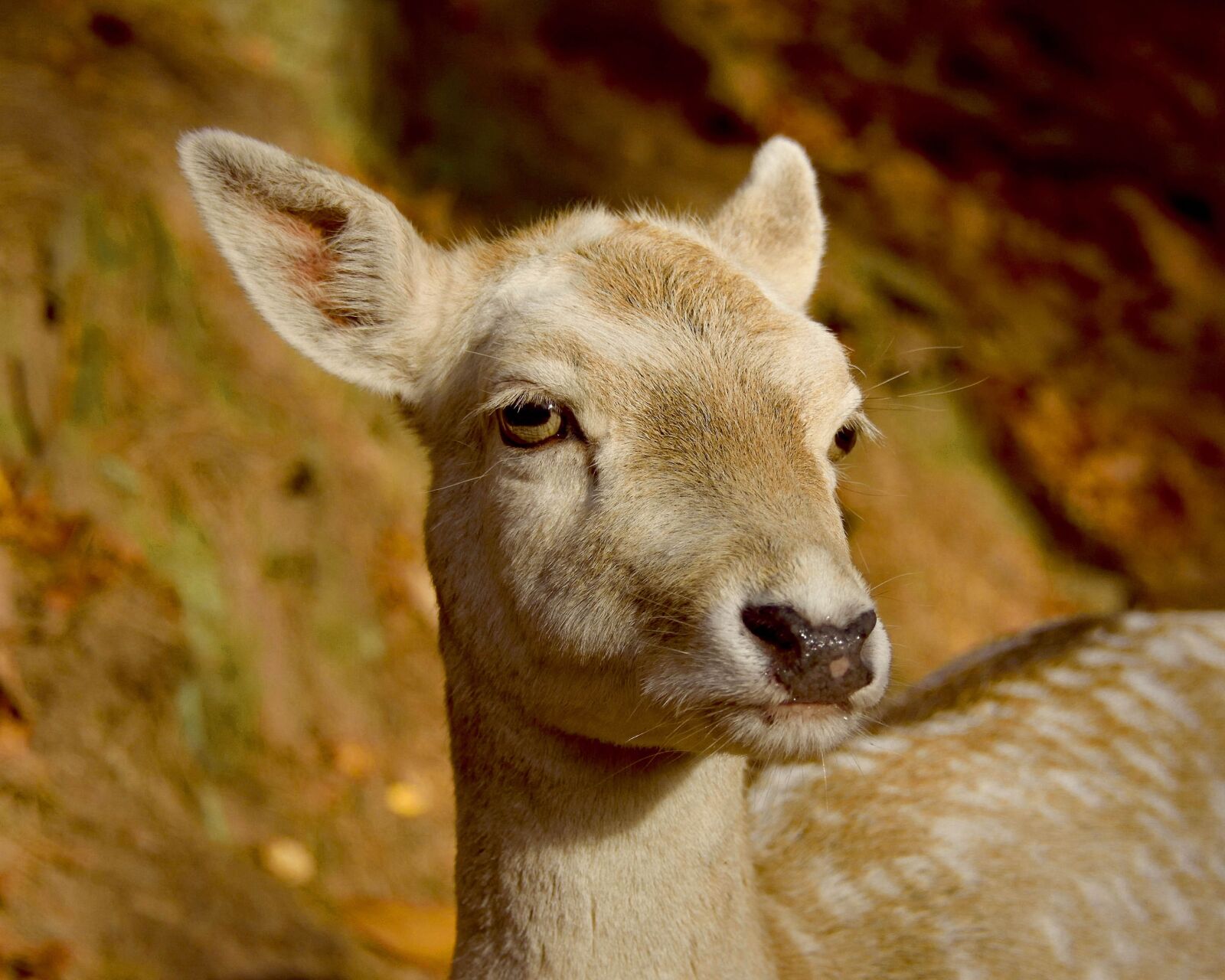 Nikon D750 sample photo. Mammal, animal, cute photography