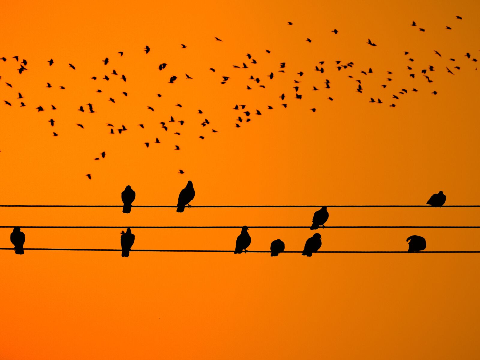 Nikon Coolpix P1000 sample photo. Nature, the birds, swarming photography