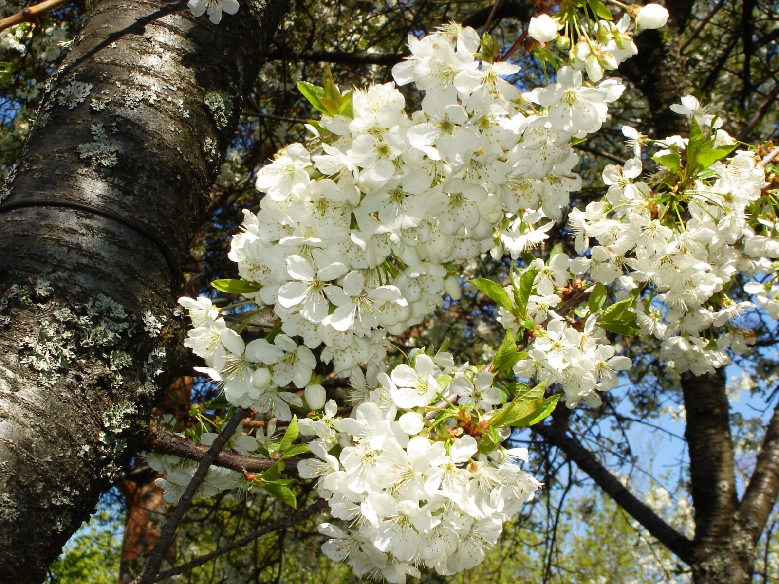 Sony DSC-W5 sample photo. Cherry blossom, blossom, flower photography