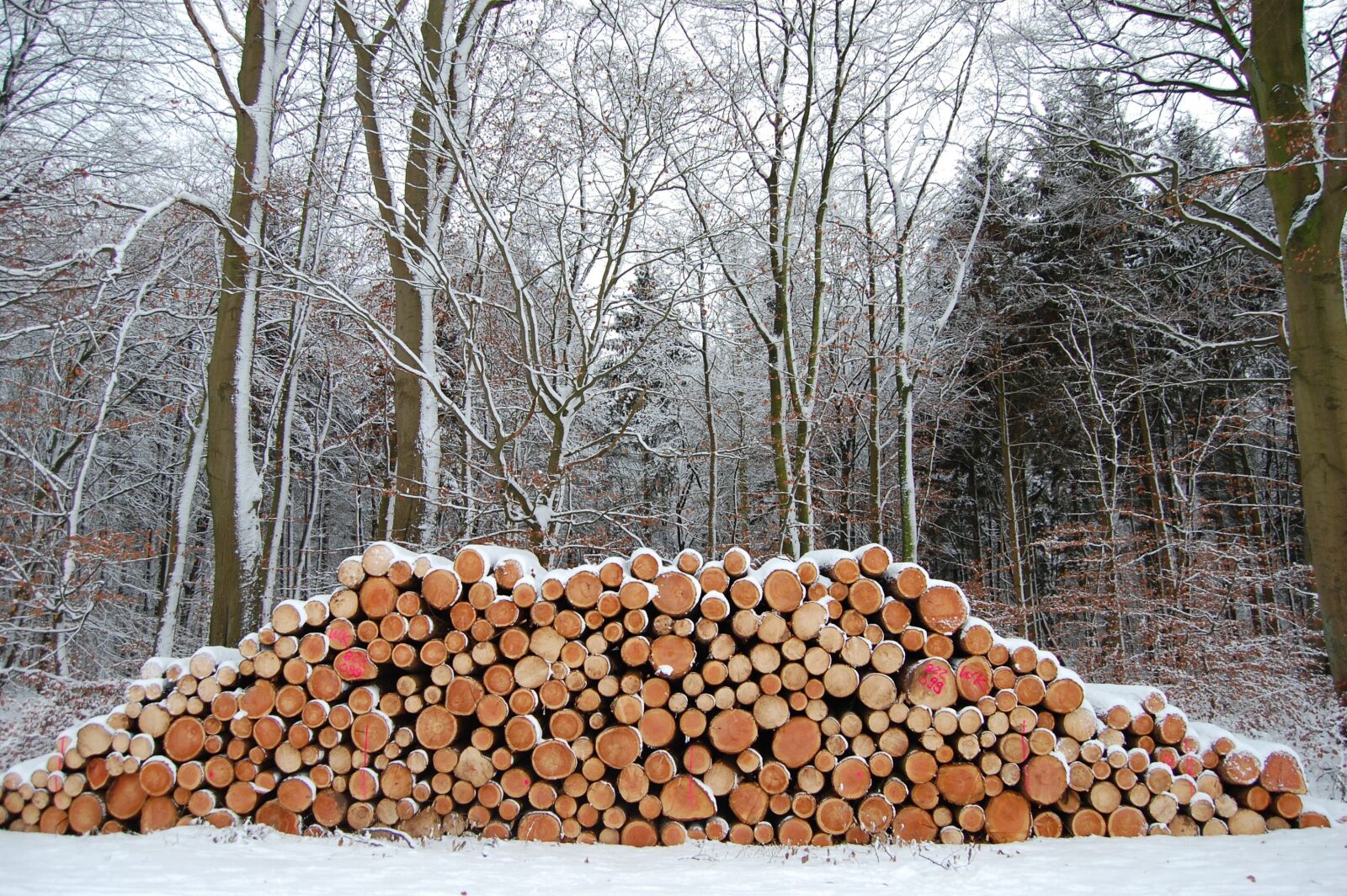 Nikon D40 sample photo. Winter, wood, stack photography