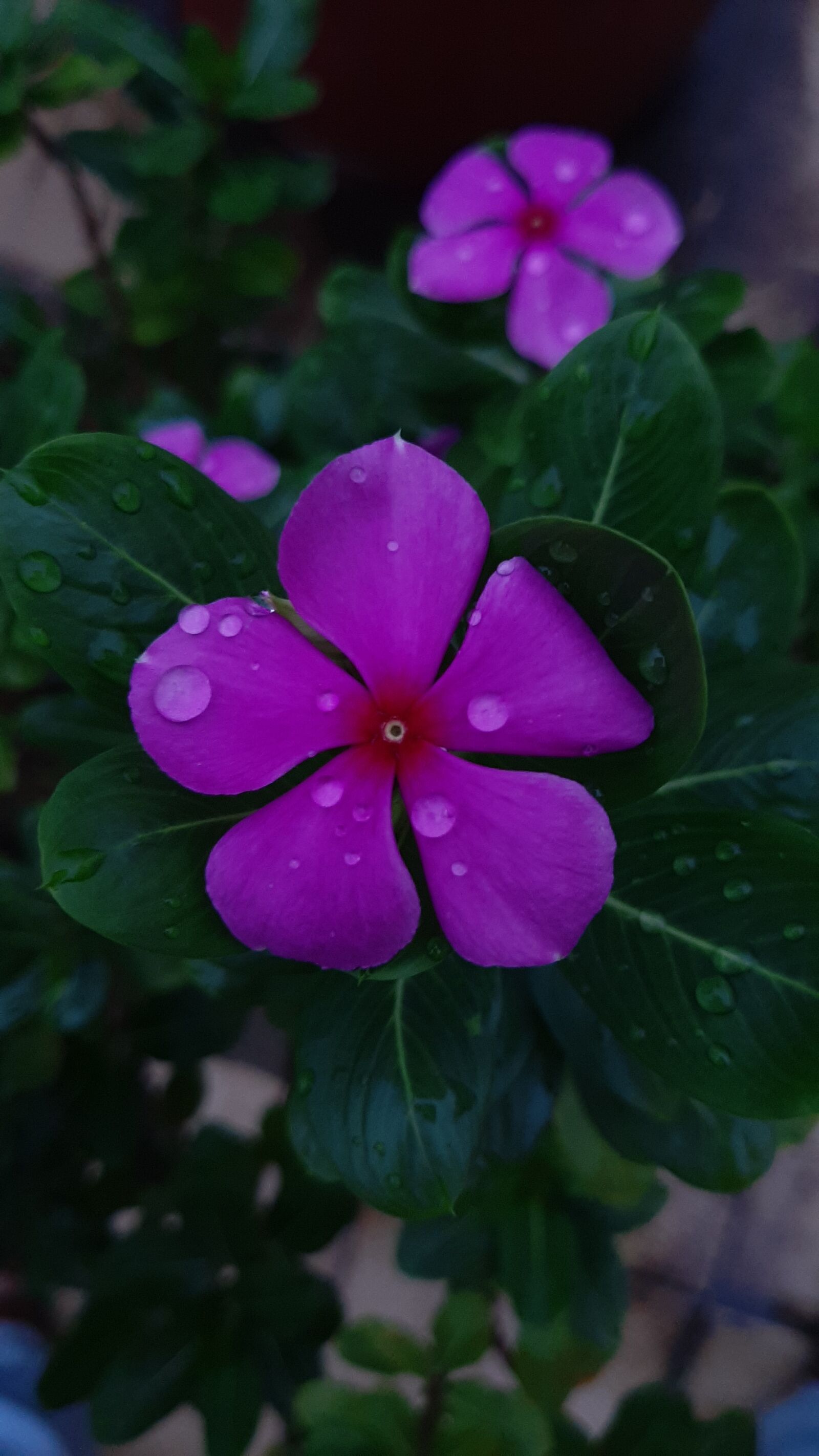 Samsung Galaxy A50 sample photo. Flower, pink, rain photography
