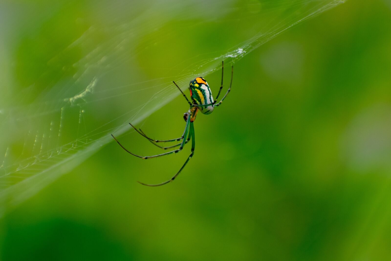 Nikon D3400 sample photo. Orb-weaver, spider, nature photography