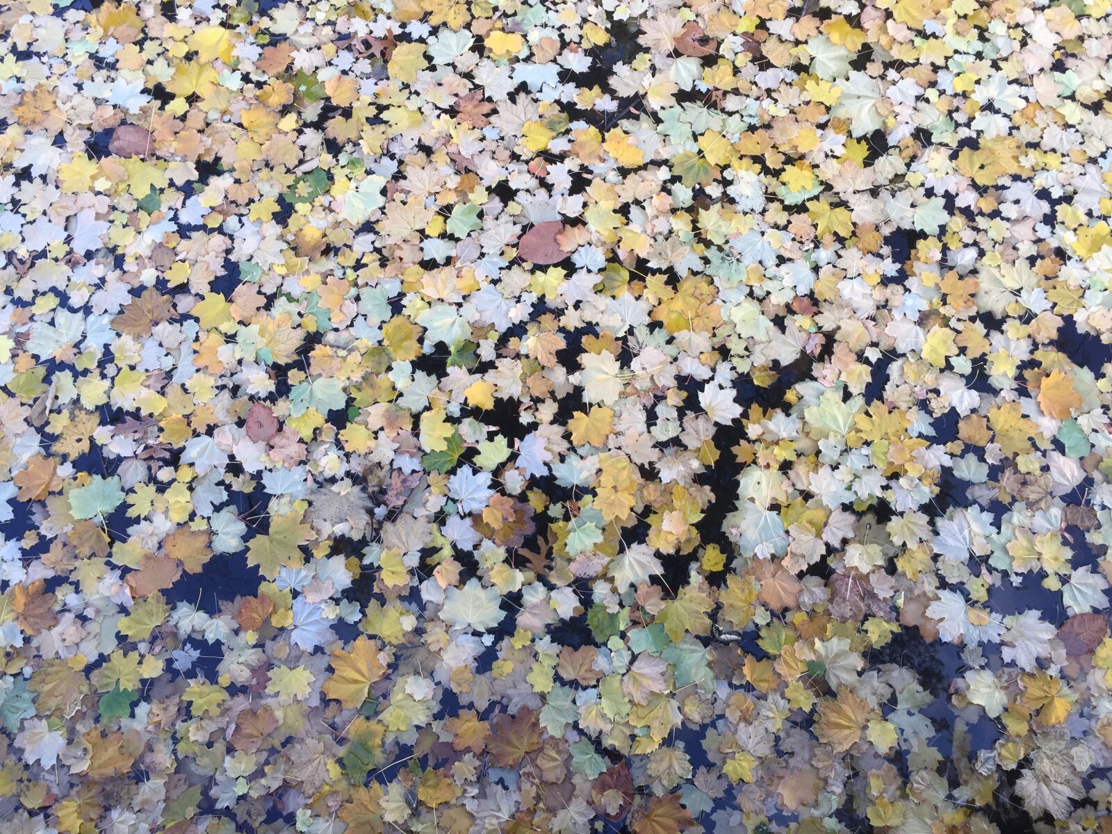 Apple iPhone 6 sample photo. Autumn, leaf, fall, fall photography