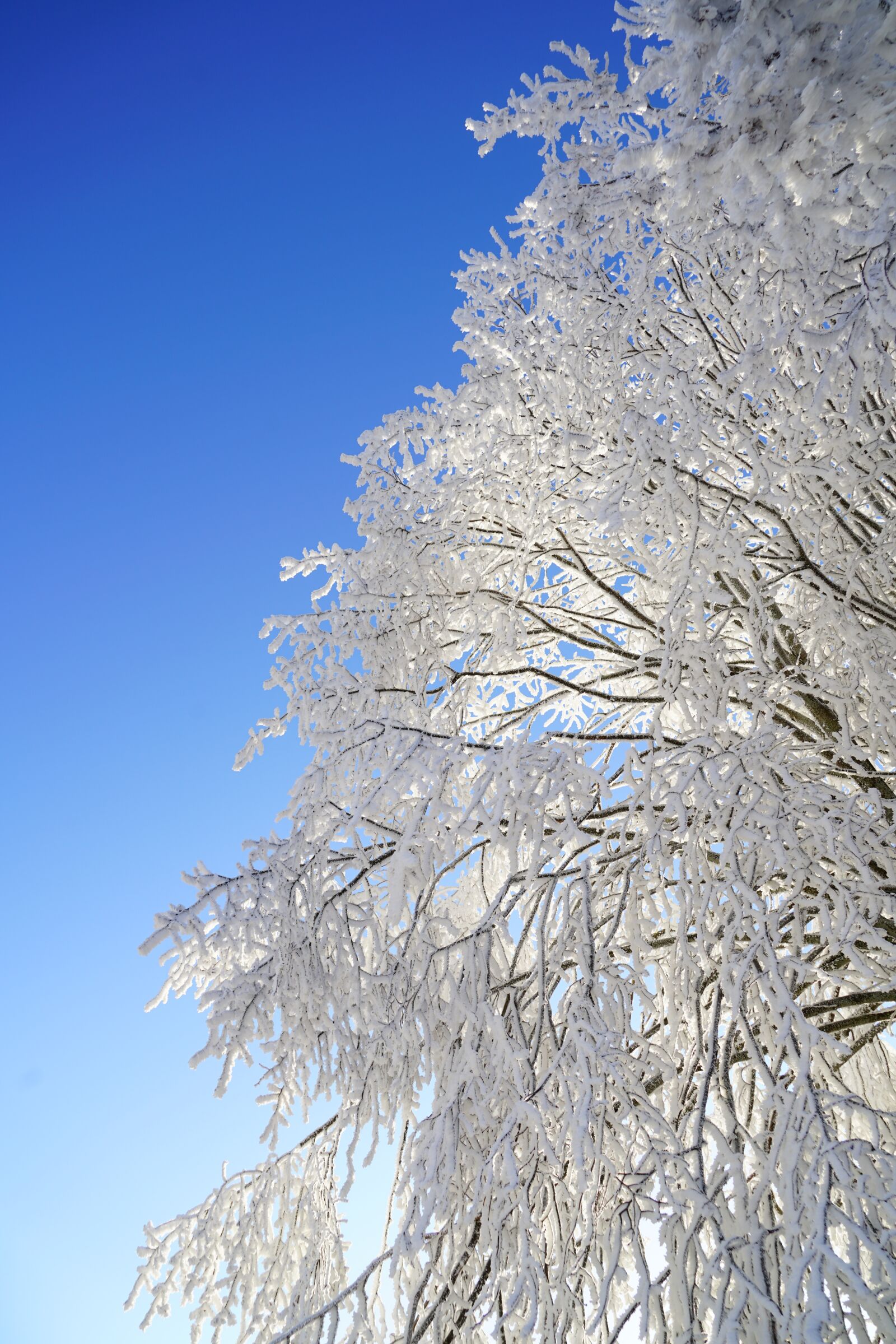 Sony a7R II + Sony FE 24-240mm F3.5-6.3 OSS sample photo. Tree, hoarfrost, branch photography