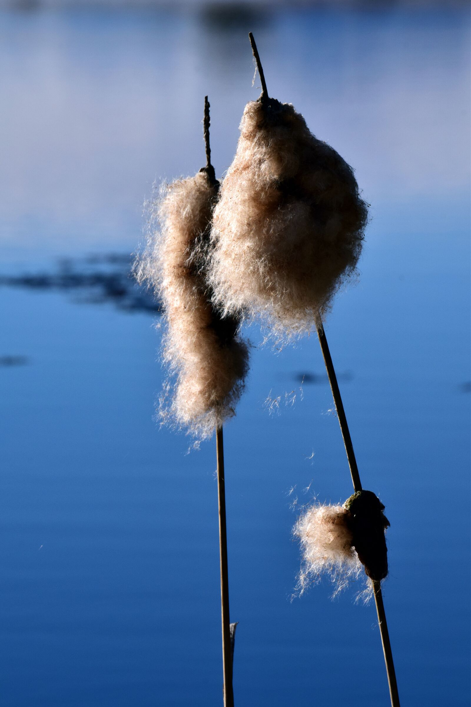 Nikon D3300 sample photo. Nature, reed, water photography