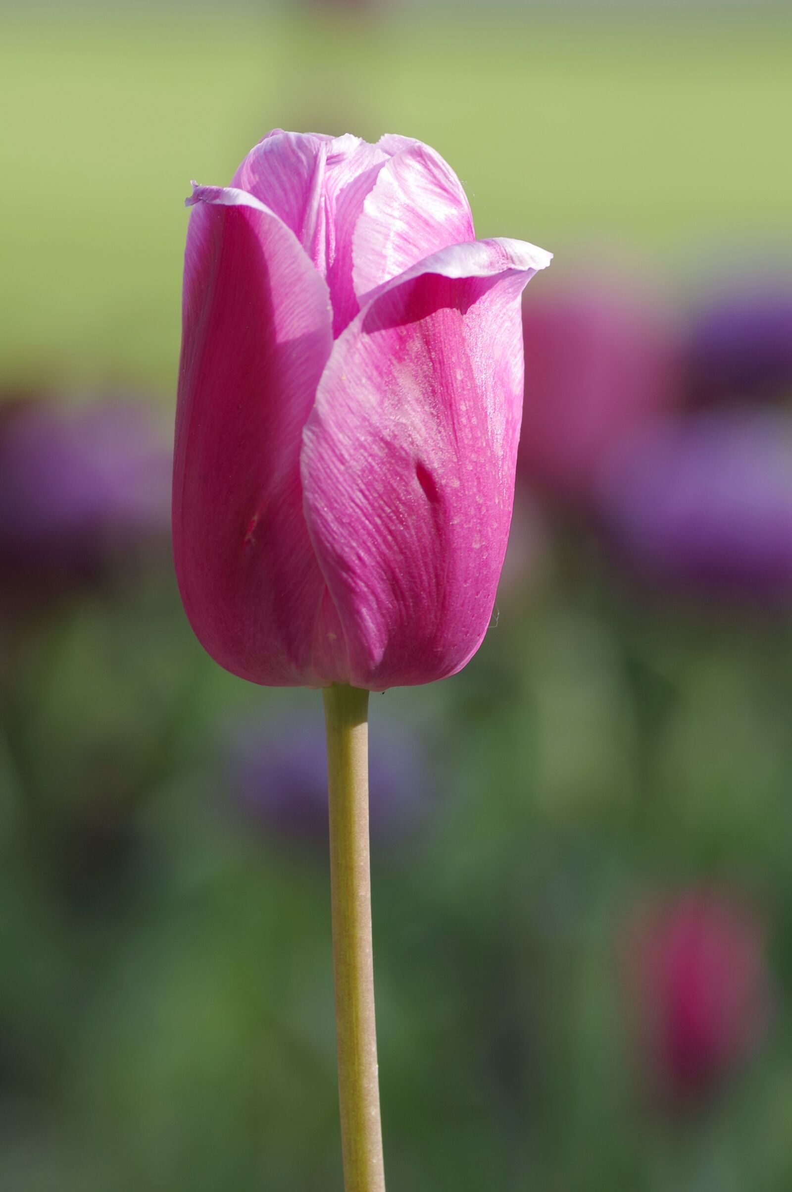 Pentax K-S2 sample photo. Tulip, single, the stem photography