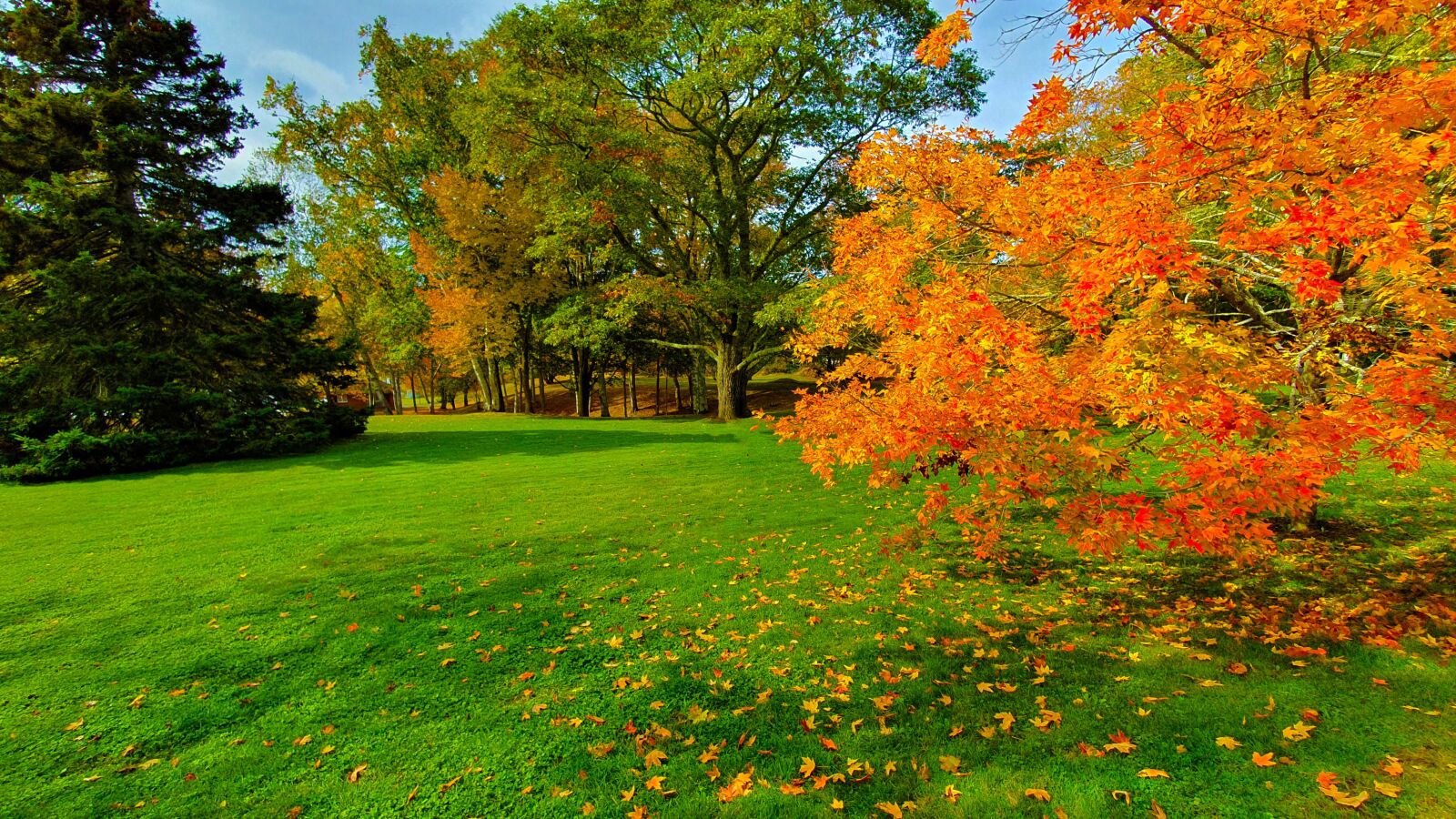 Samsung Galaxy S10 sample photo. Tree, colors, autumn photography
