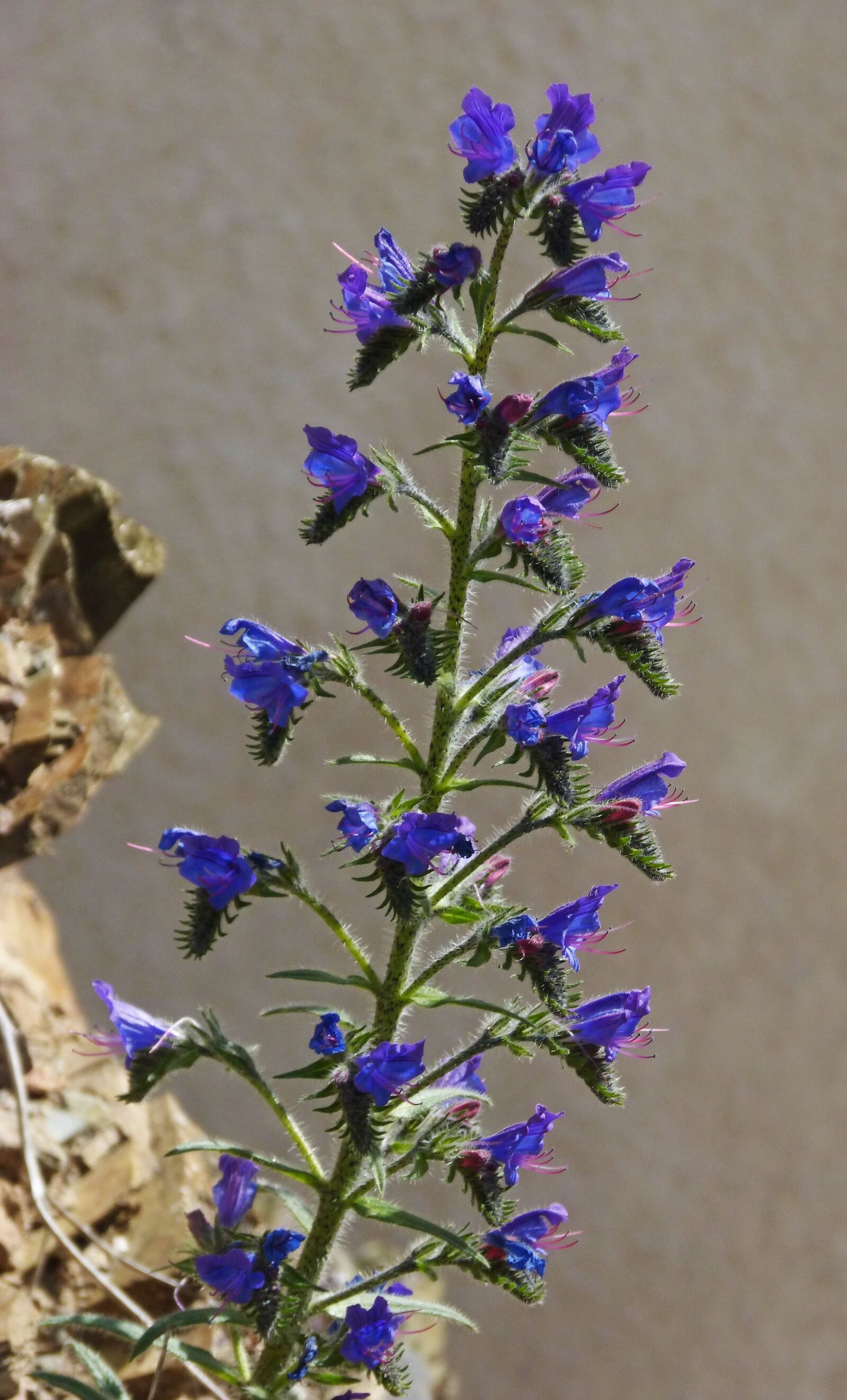Panasonic DMC-FZ62 sample photo. ο, common bugloss, foxglove photography
