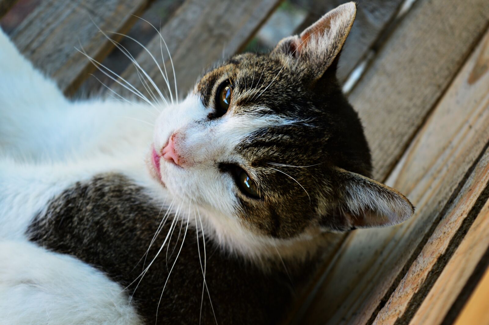 Nikon D3200 sample photo. Cat, animal, domestic cat photography