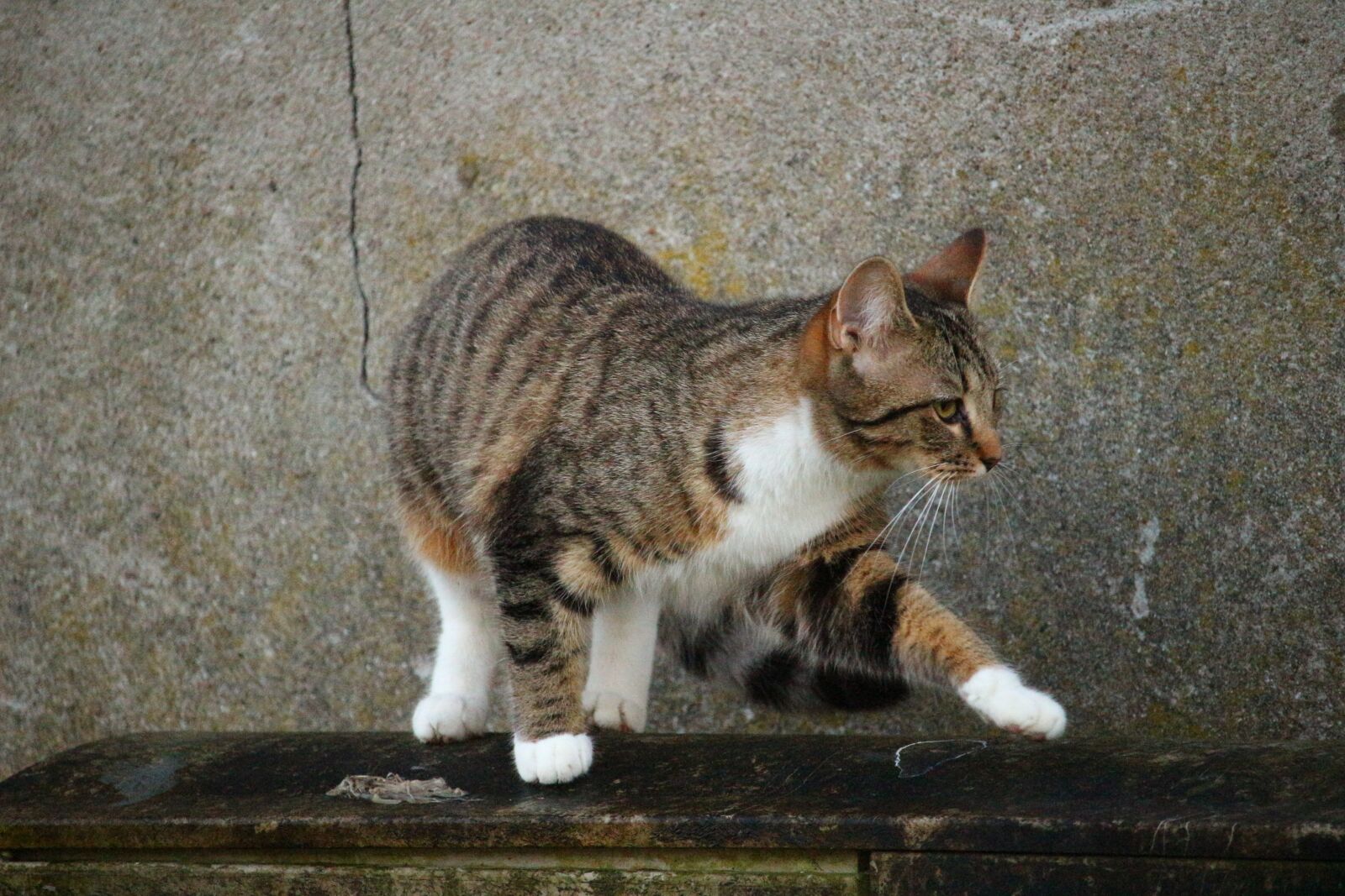 Canon EOS 100D (EOS Rebel SL1 / EOS Kiss X7) sample photo. Cat, mieze, mackerel photography