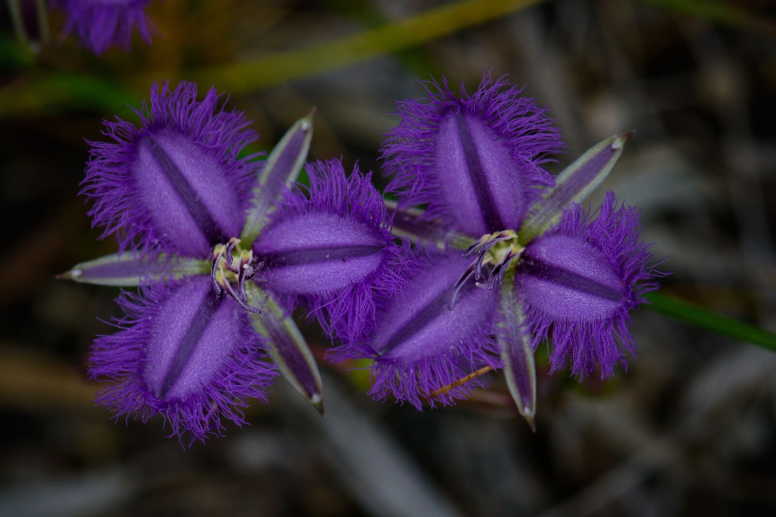 Nikon D3300 sample photo. Flowers, purple flowers, bloom photography