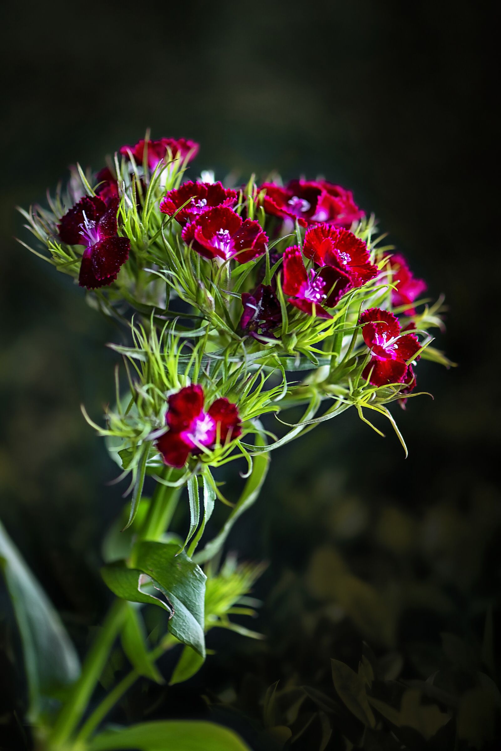 Nikon D3S sample photo. Flower, plant, bloom photography