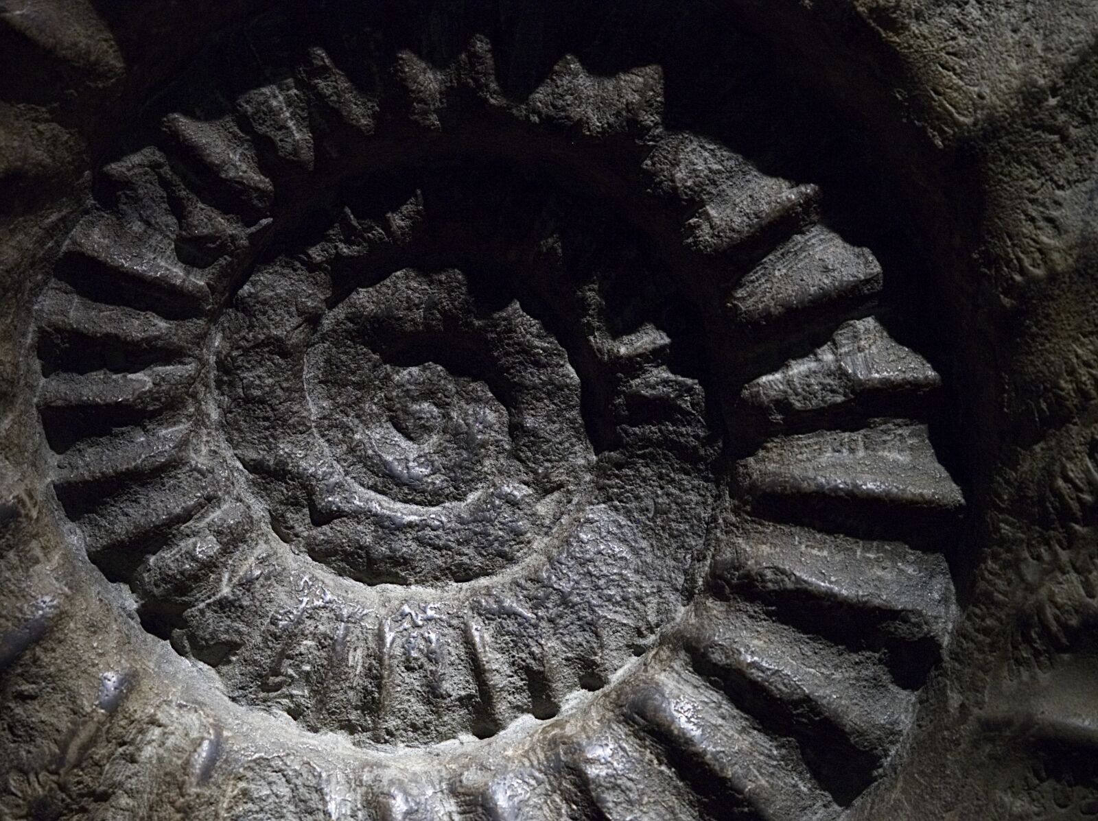 Olympus OM-D E-M5 + Olympus M.Zuiko Digital ED 75mm F1.8 sample photo. Ammonite, fossil, shell photography